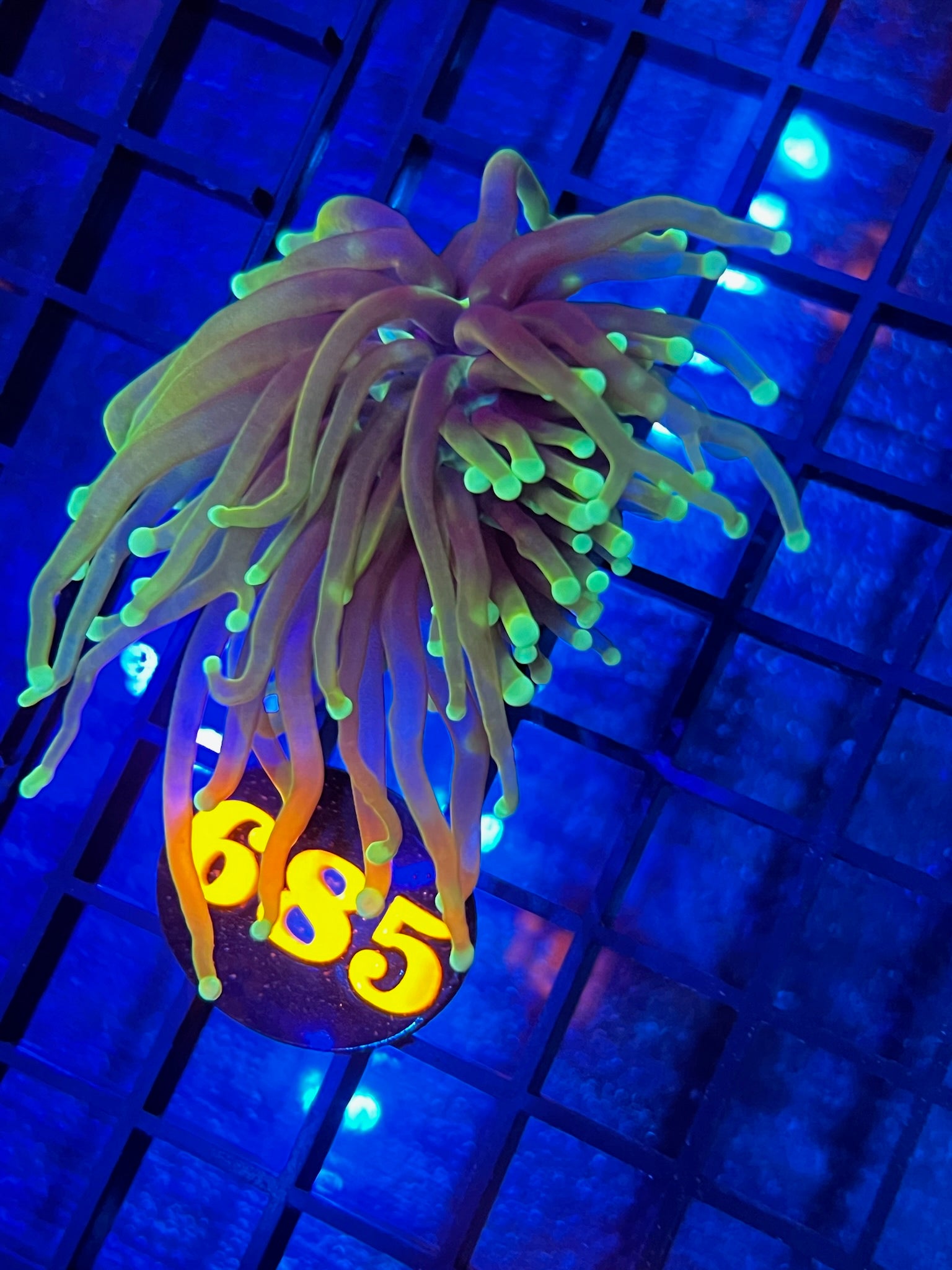 Episode 468 Live Sale Orange Tag 685 DRAGON SOUL TORCH Get This