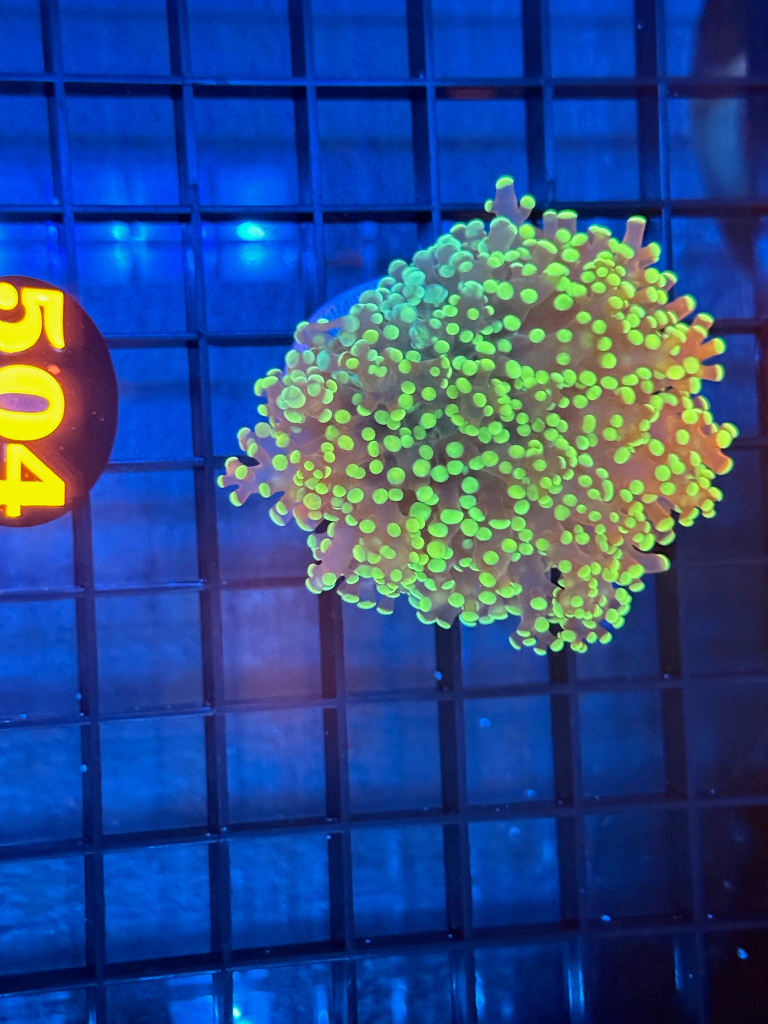 Episode 511 Live Sale Orange Tag #504 ULTRA BRANCHING FROGSPAWN