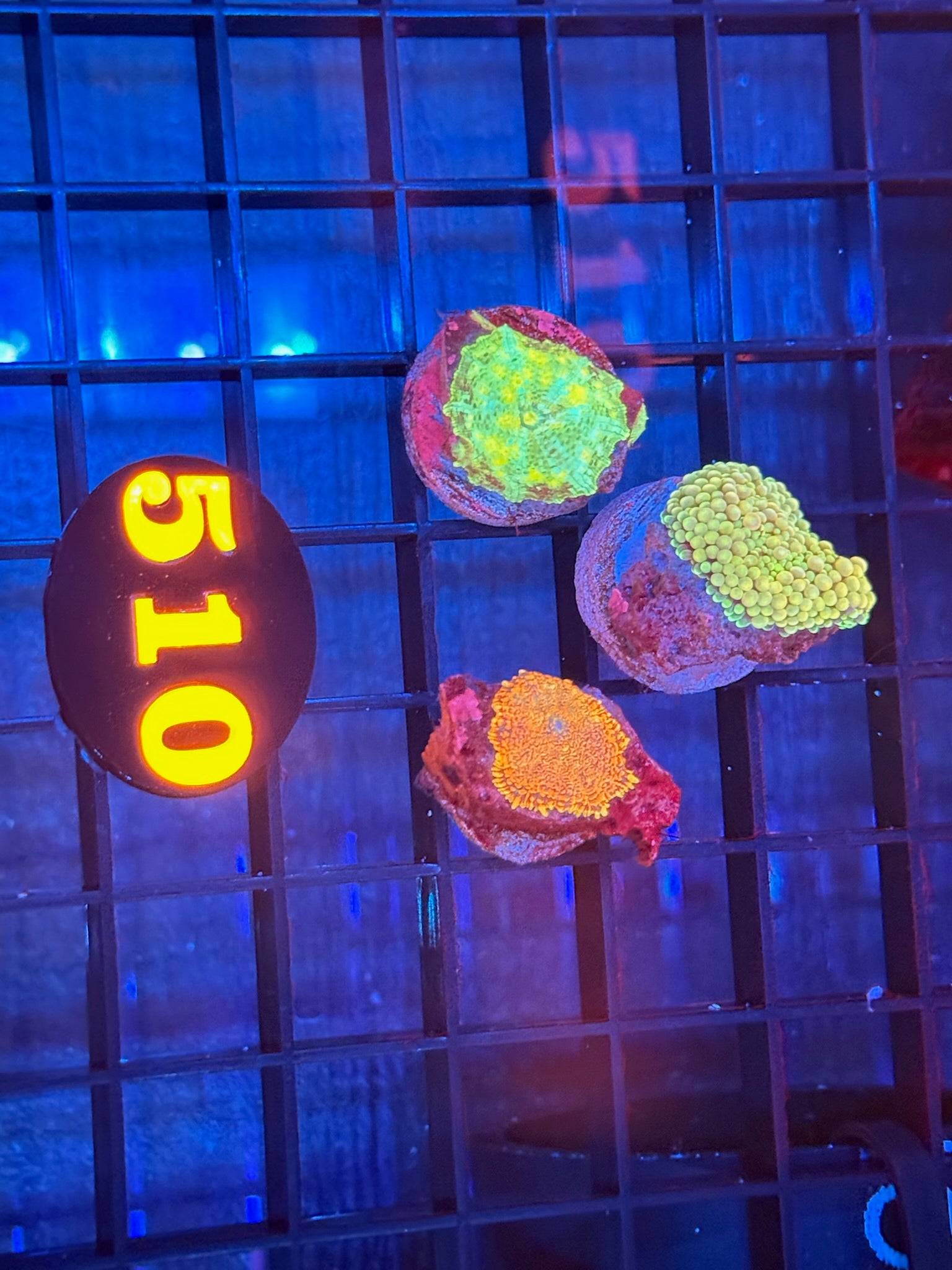 Episode 511 Live Sale Orange Tag #510 3 LOT MUSHROOM FRAG PACK