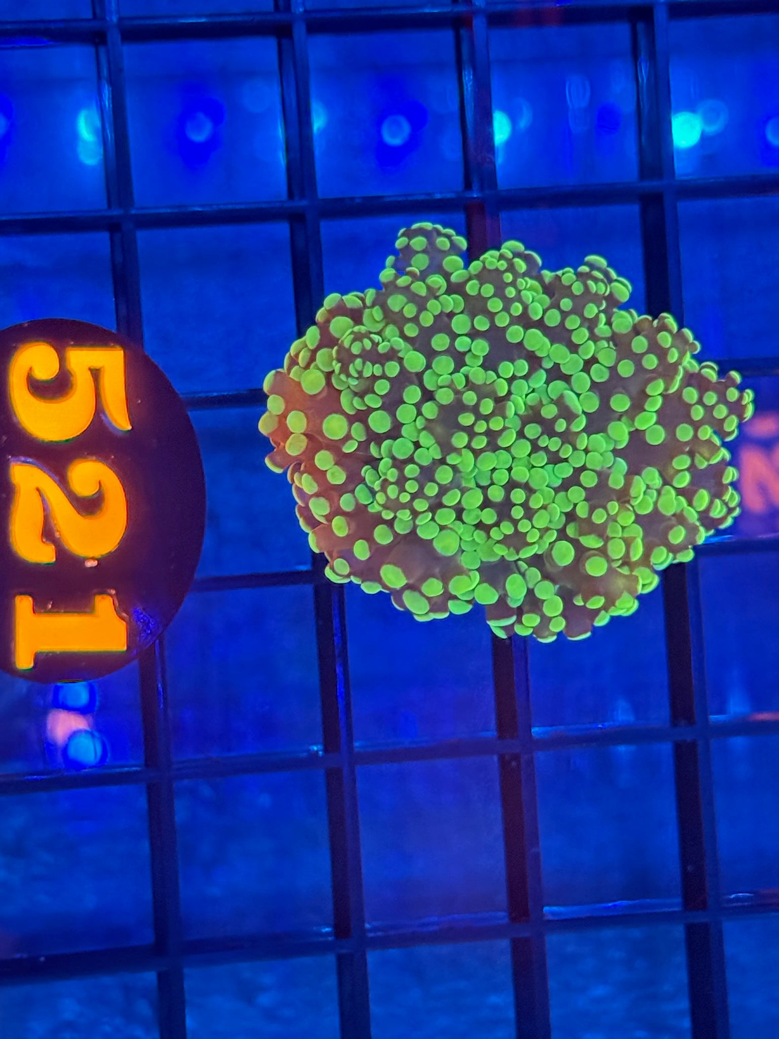 Episode 511 Live Sale Orange Tag #521 ULTRA BRANCHING FROGSPAWN