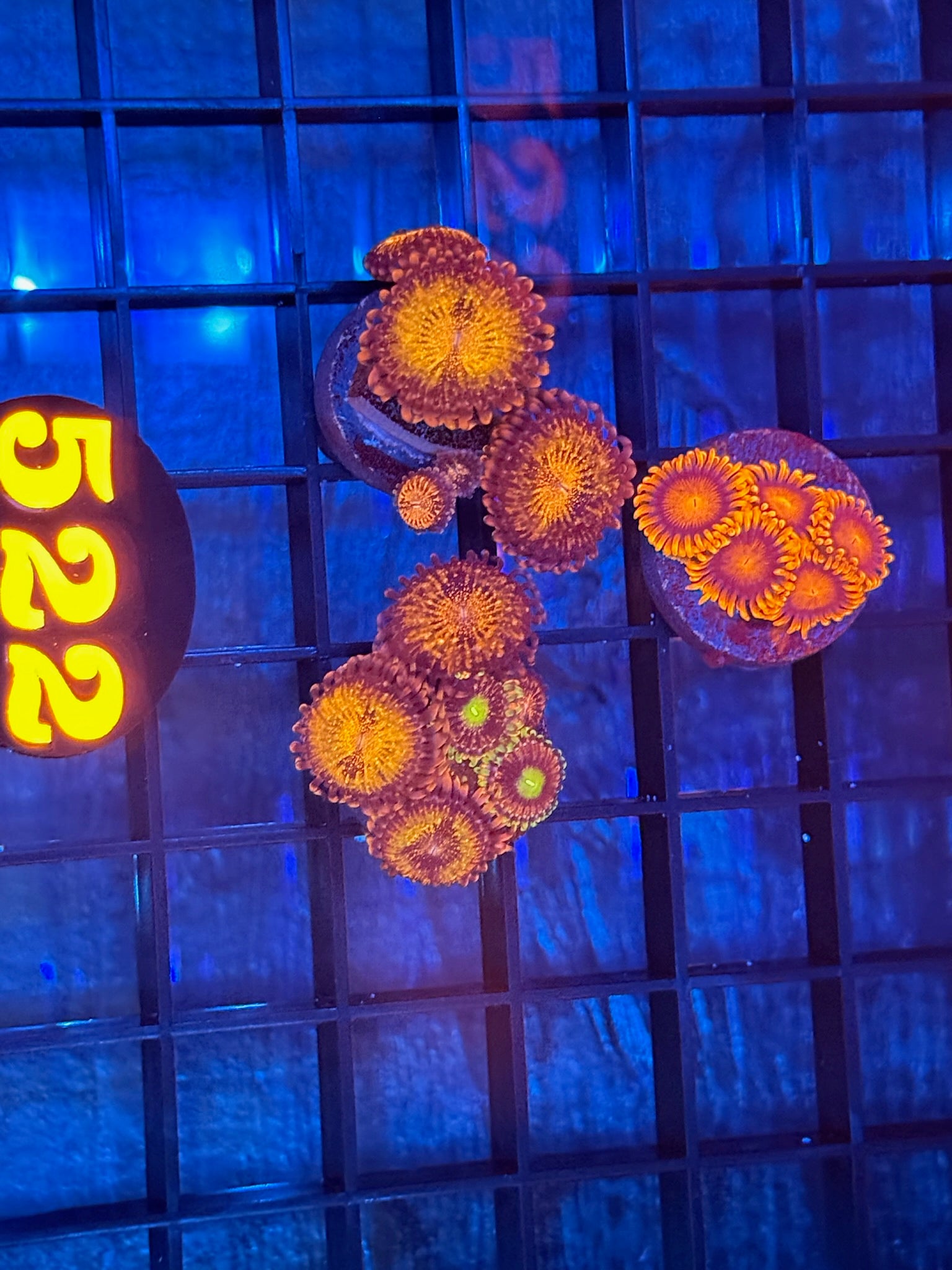 Episode 511 Live Sale Orange Tag #522 3 LOT ZOA FRAG PACK