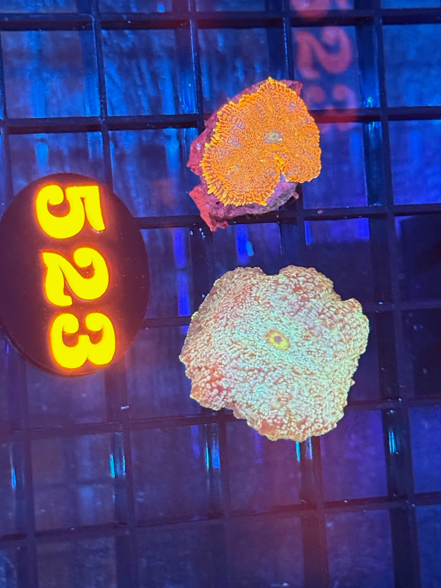 Episode 511 Live Sale Orange Tag #523 2 LOT MUSHROOM FRAG PACK