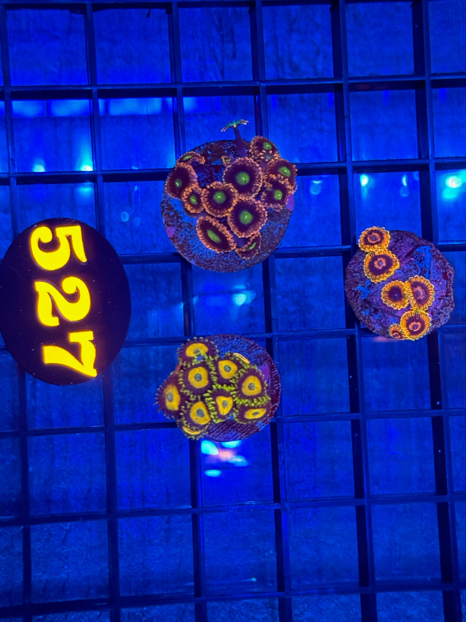 Episode 511 Live Sale Orange Tag #527 3 LOT ZOA FRAG PACK