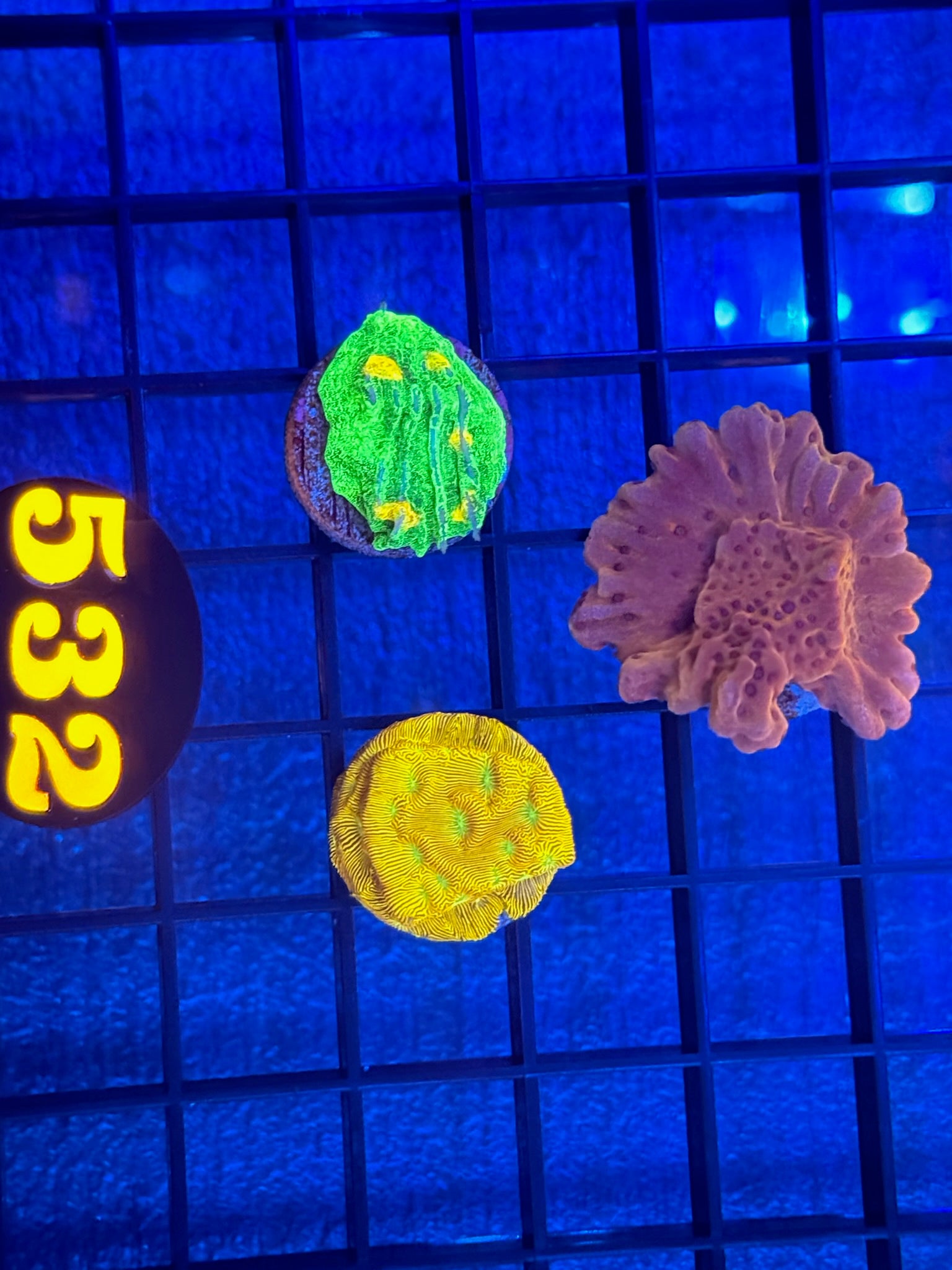 Episode 511 Live Sale Orange Tag #532 3 LOT FRAG PACK