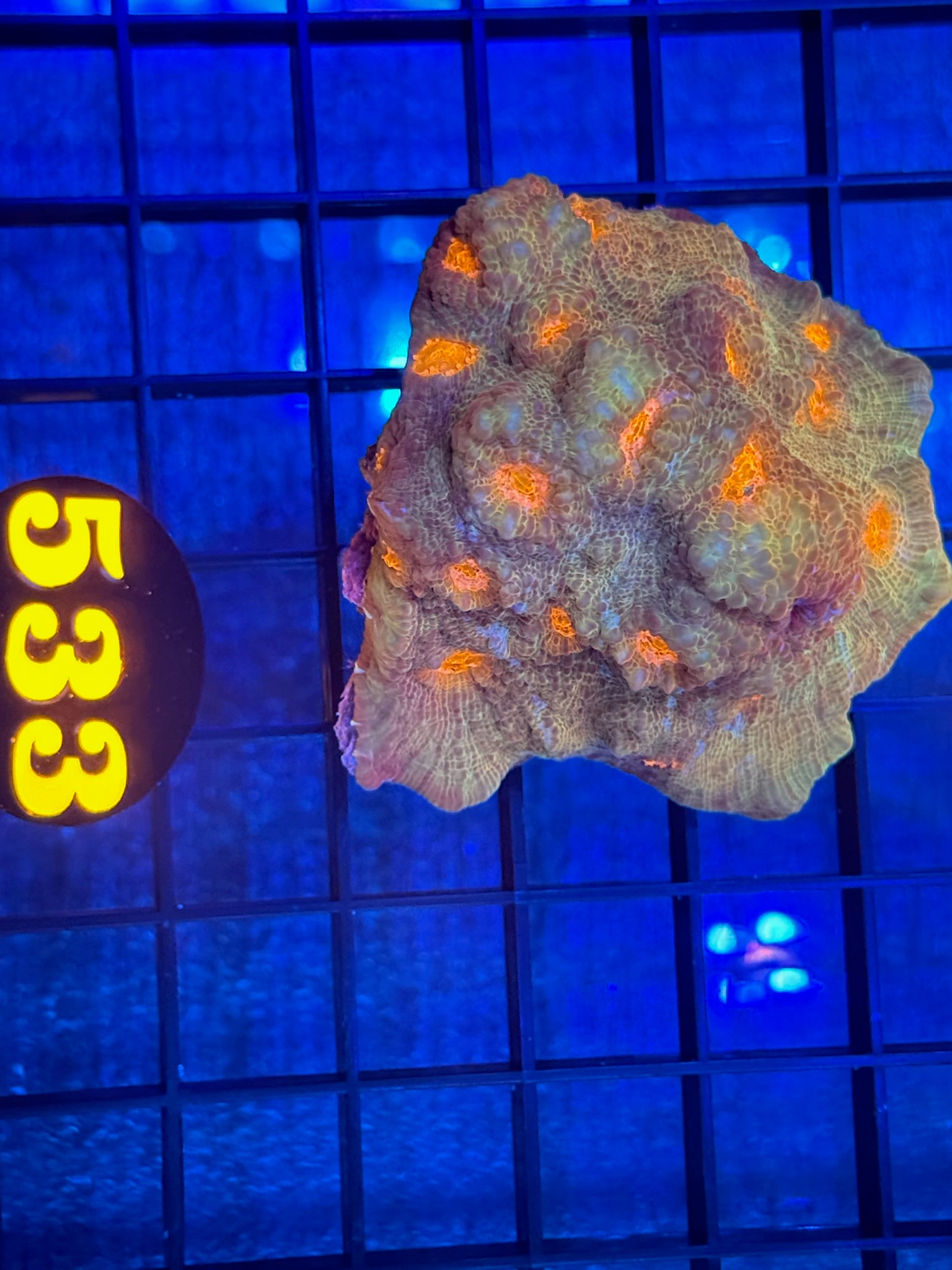 Episode 511 Live Sale Orange Tag #533 ORANGE EYE ECHINATA CORAL
