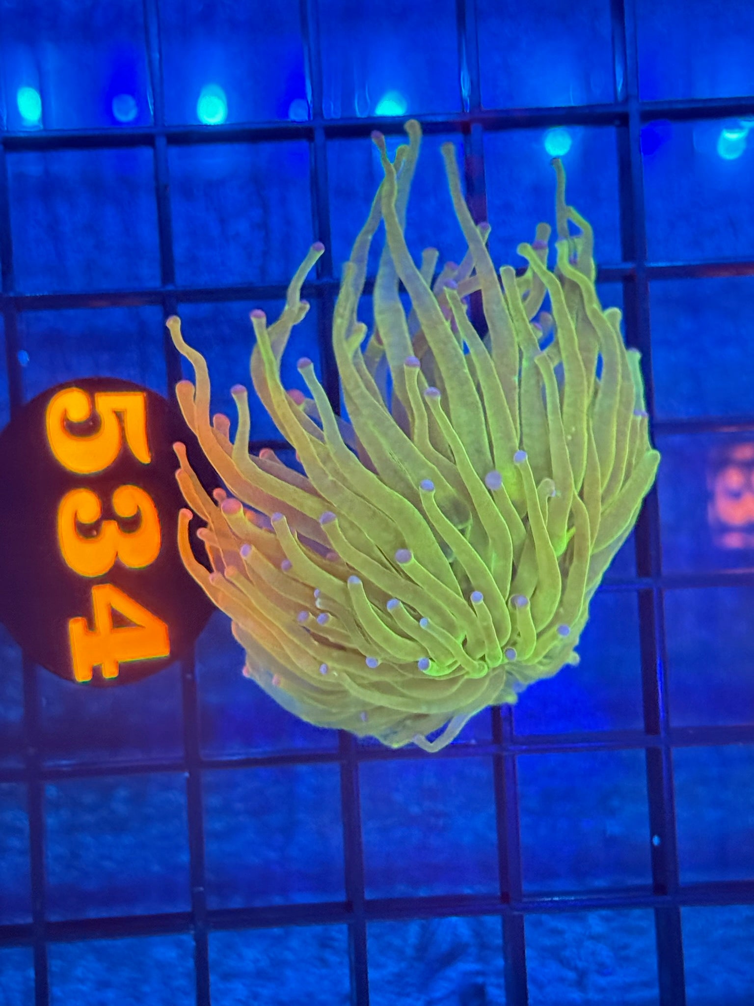 Episode 511 Live Sale Orange Tag #534 TODDS TORCH FRAG