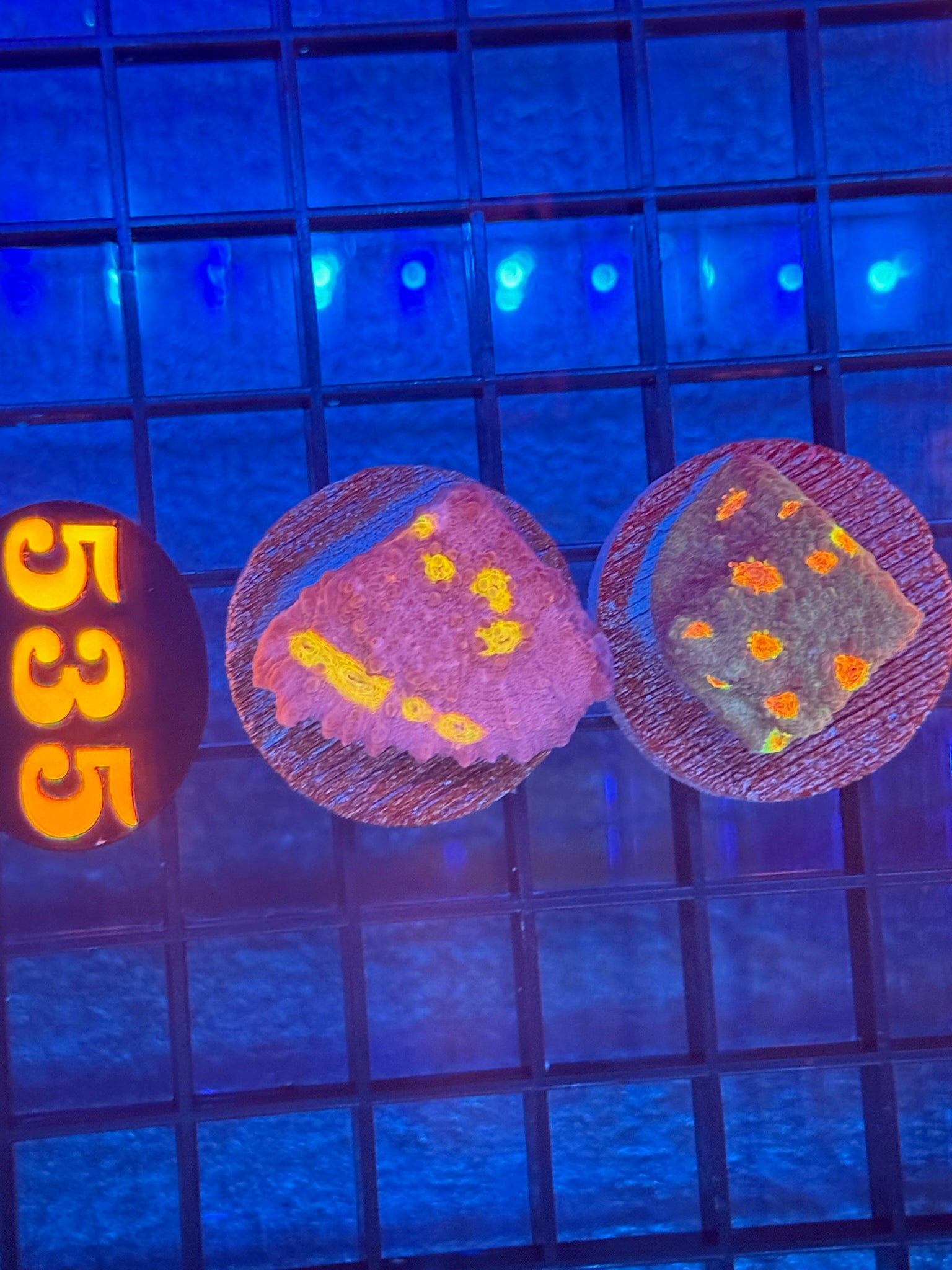Episode 511 Live Sale Orange Tag #535 2 LOT FRAG PACK