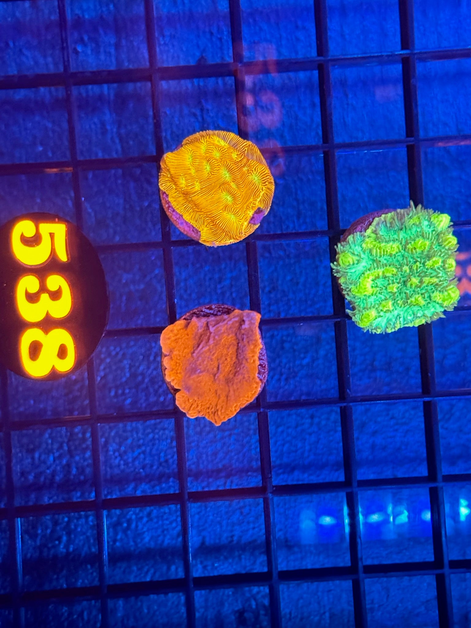 Episode 511 Live Sale Orange Tag #538 3 LOT FRAG PACK