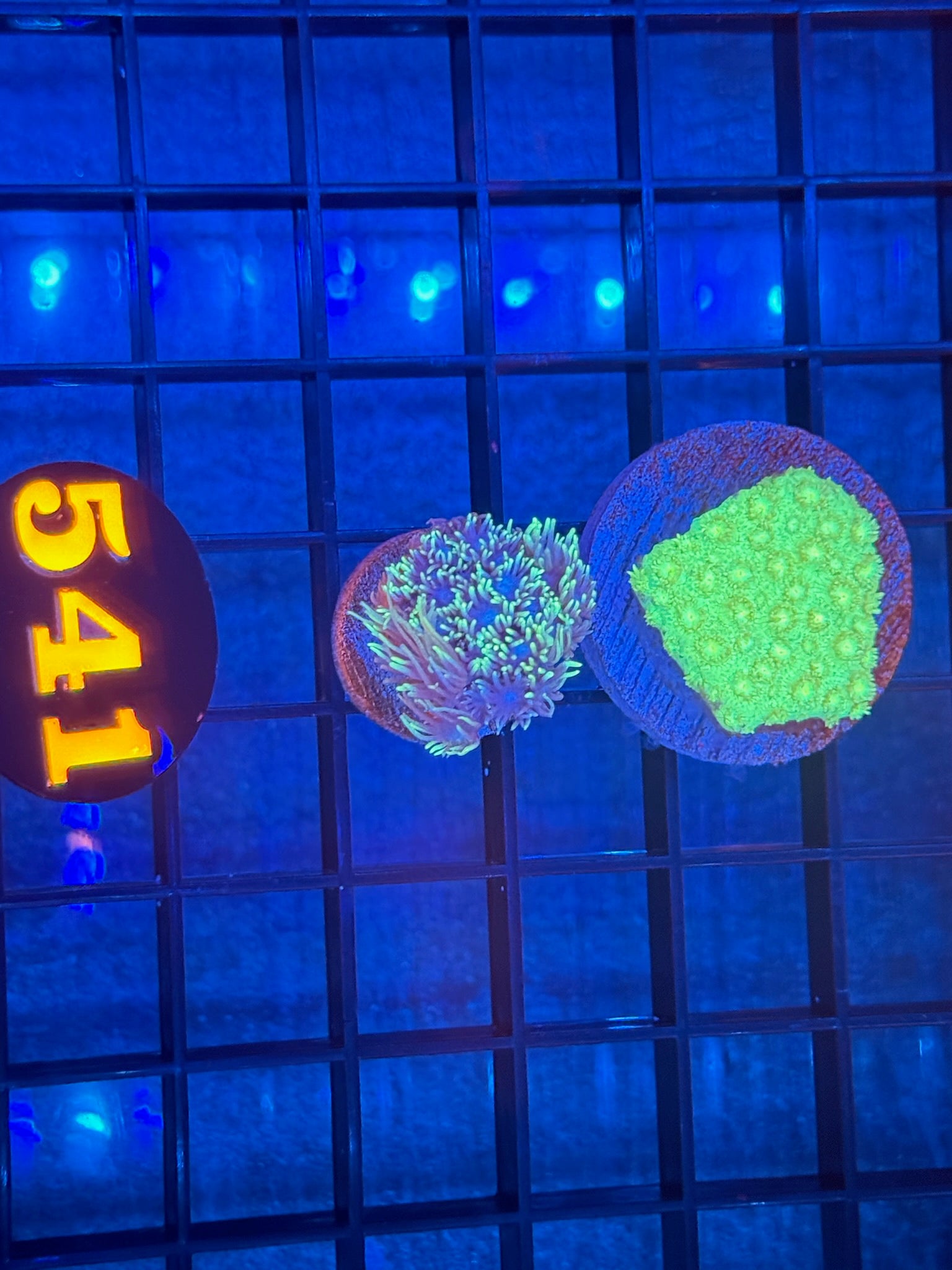 Episode 511 Live Sale Orange Tag #541 2 LOT GONI FRAG PACK