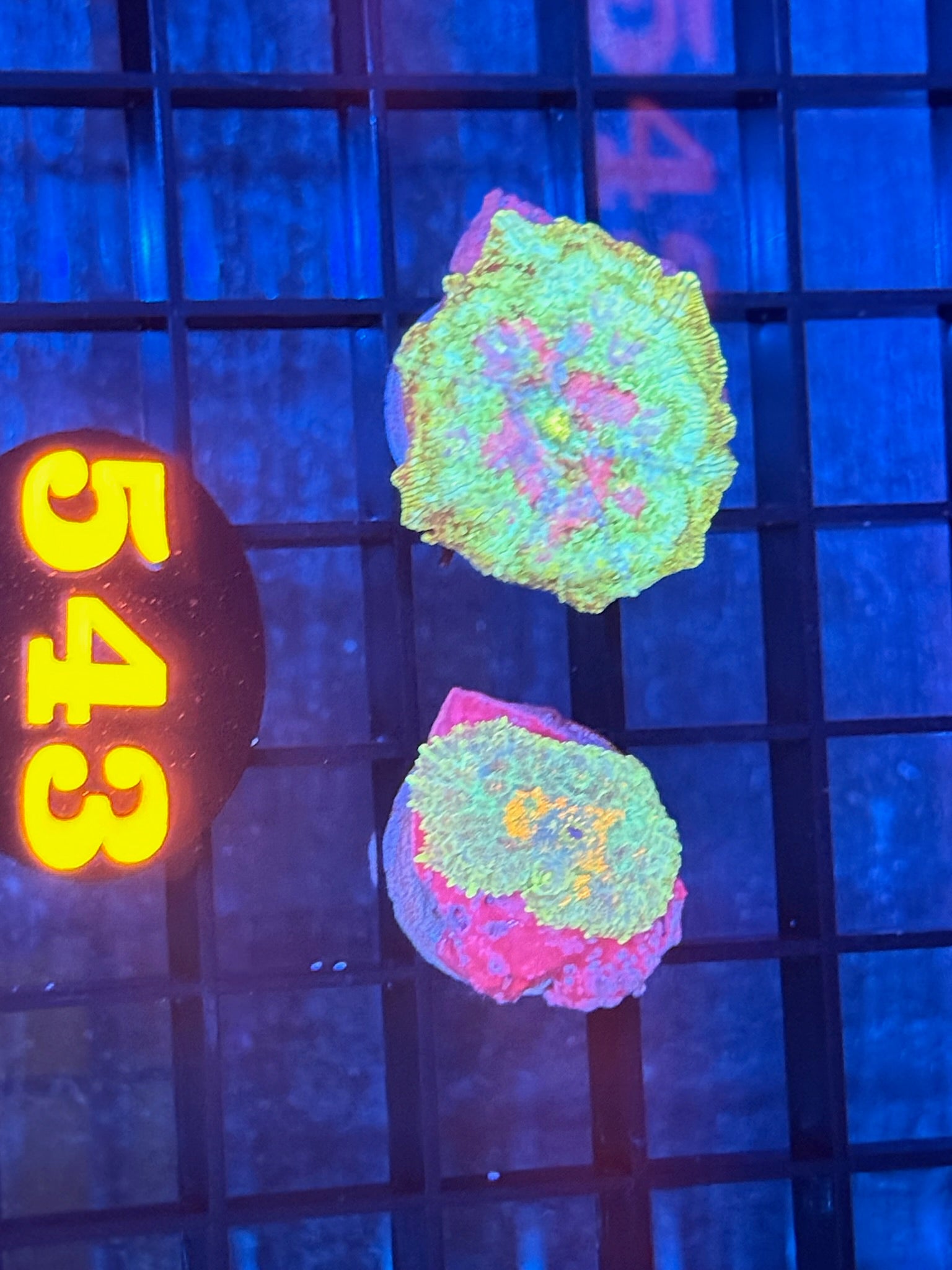 Episode 511 Live Sale Orange Tag #543 2 LOT MUSHROOM FRAG PACK