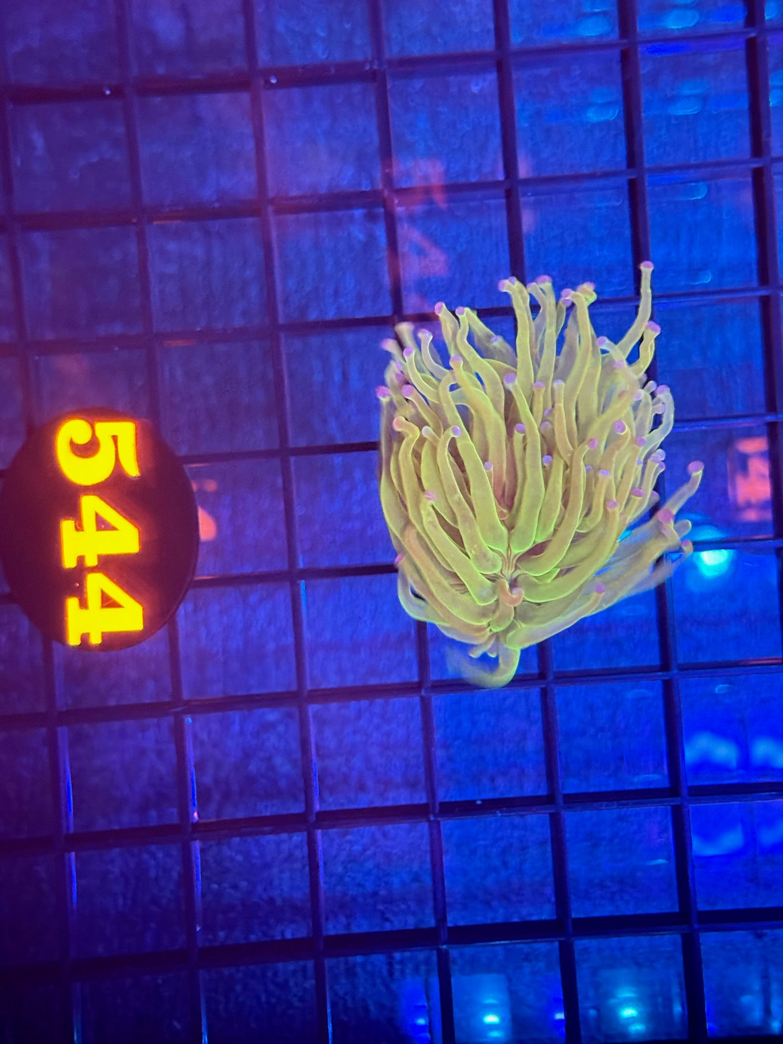 Episode 511 Live Sale Orange Tag #544 TODDS TORCH FRAG
