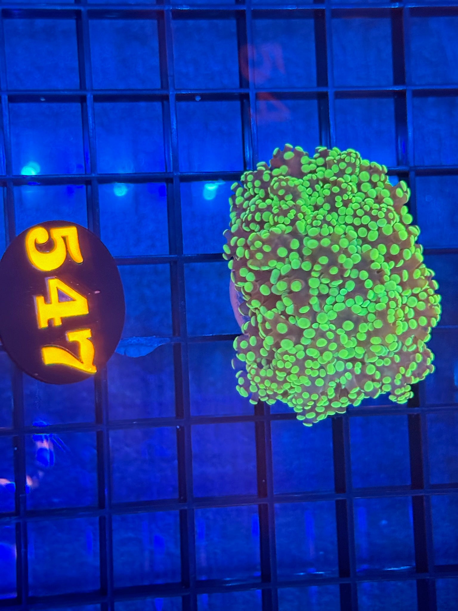 Episode 511 Live Sale Orange Tag #547 ULTRA BRANCHING FROGSPAWN