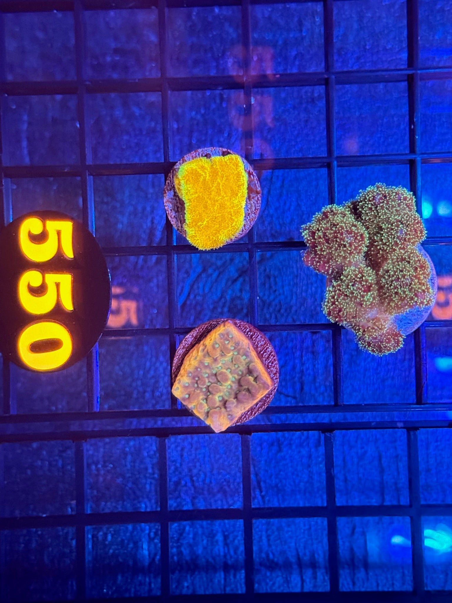 Episode 511 Live Sale Orange Tag #550 3 LOT FRAG PACK