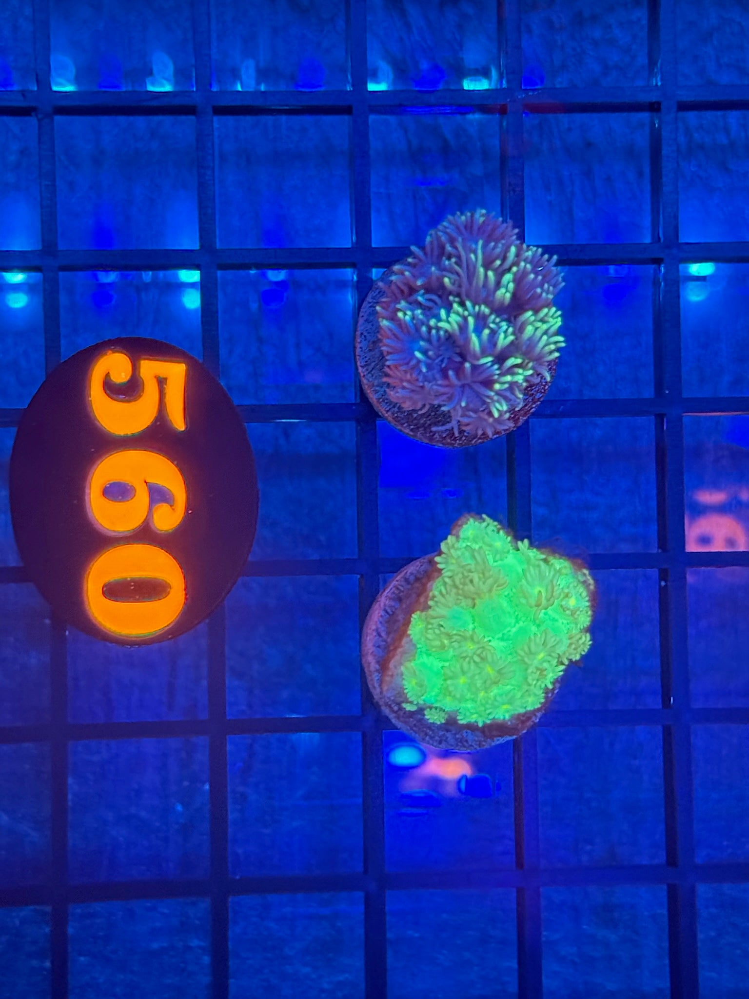 Episode 511 Live Sale Orange Tag #560 2 LOT GONI FRAG PACK