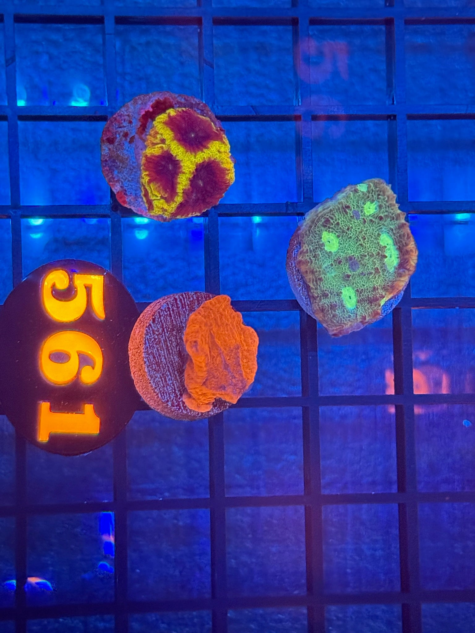 Episode 511 Live Sale Orange Tag #561 3 LOT FRAG PACK