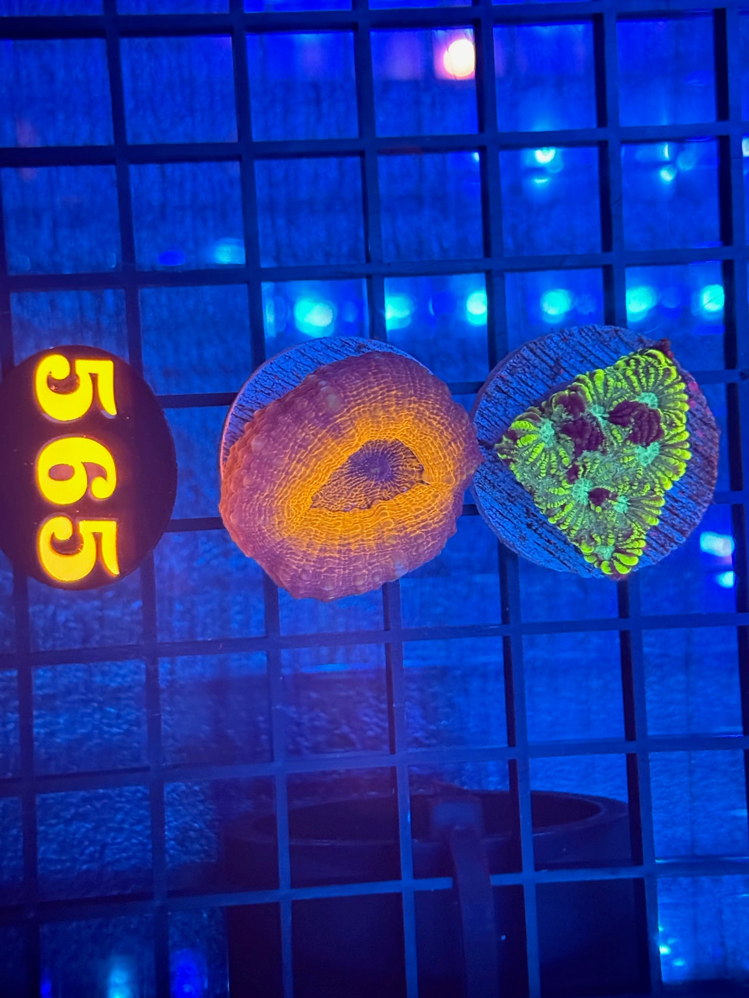 Episode 511 Live Sale Orange Tag #565 2 LOT FRAG PACK