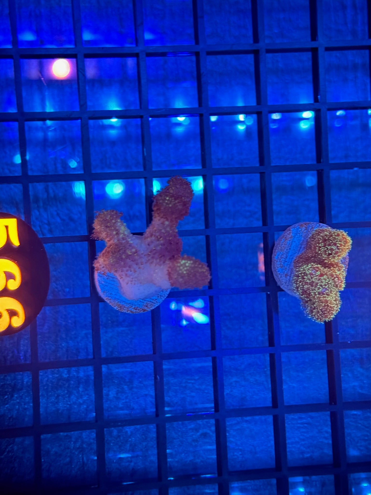 Episode 511 Live Sale Orange Tag #566 2 LOT FRAG PACK