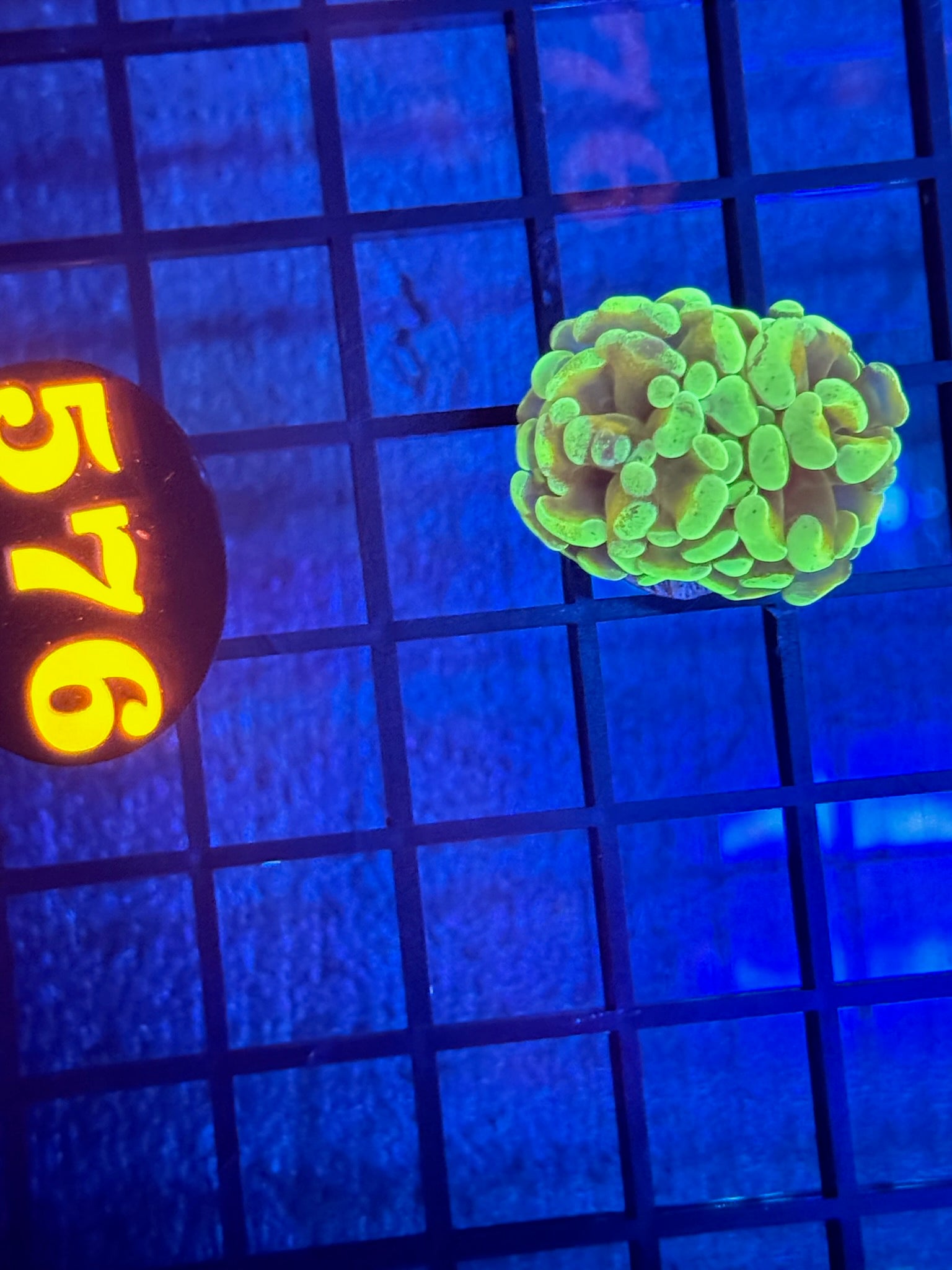 Episode 511 Live Sale Orange Tag #576 1 BRANCHING HAMMER FRAG