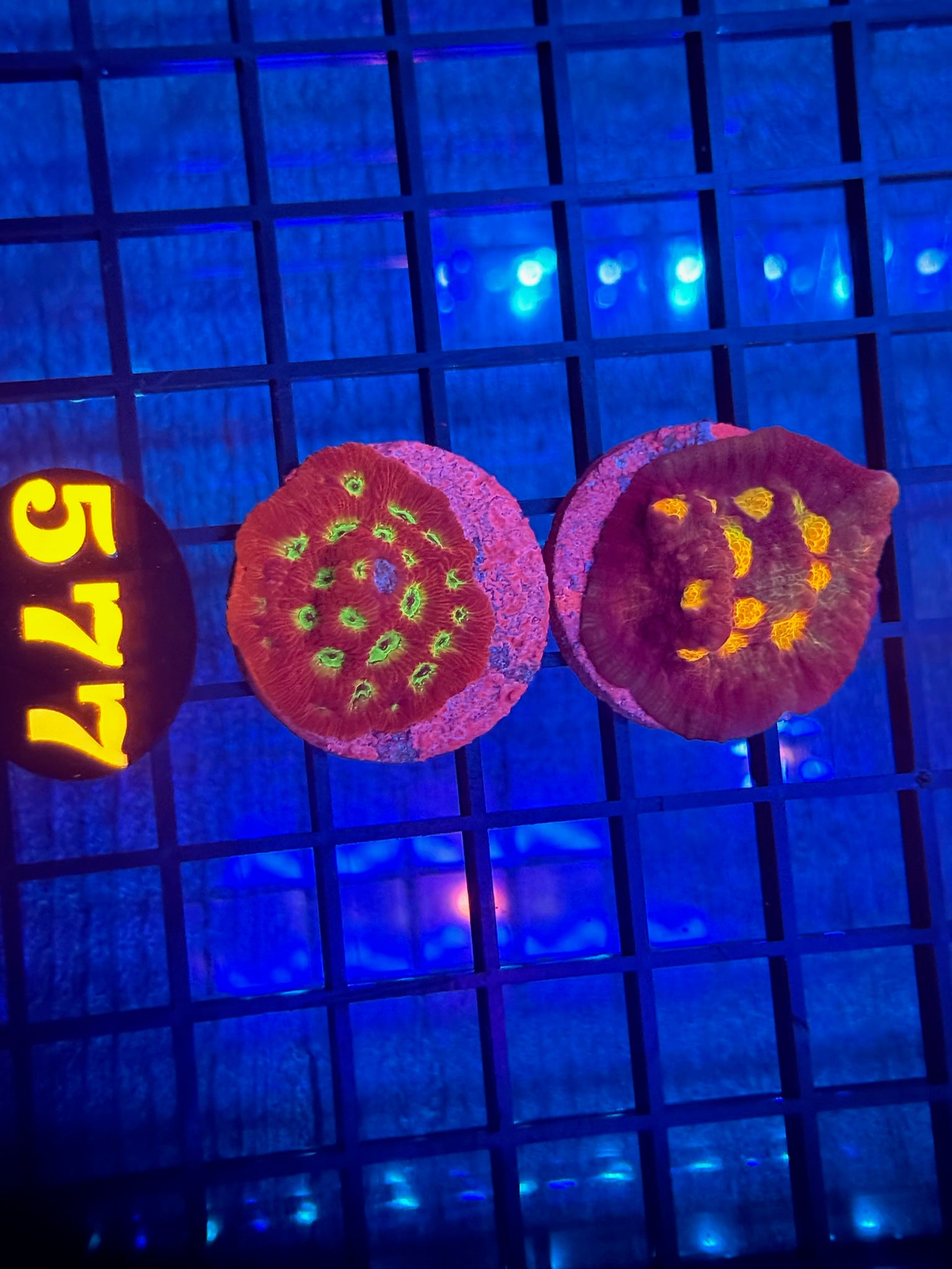 Episode 511 Live Sale Orange Tag #577 2 LOT FRAG PACK
