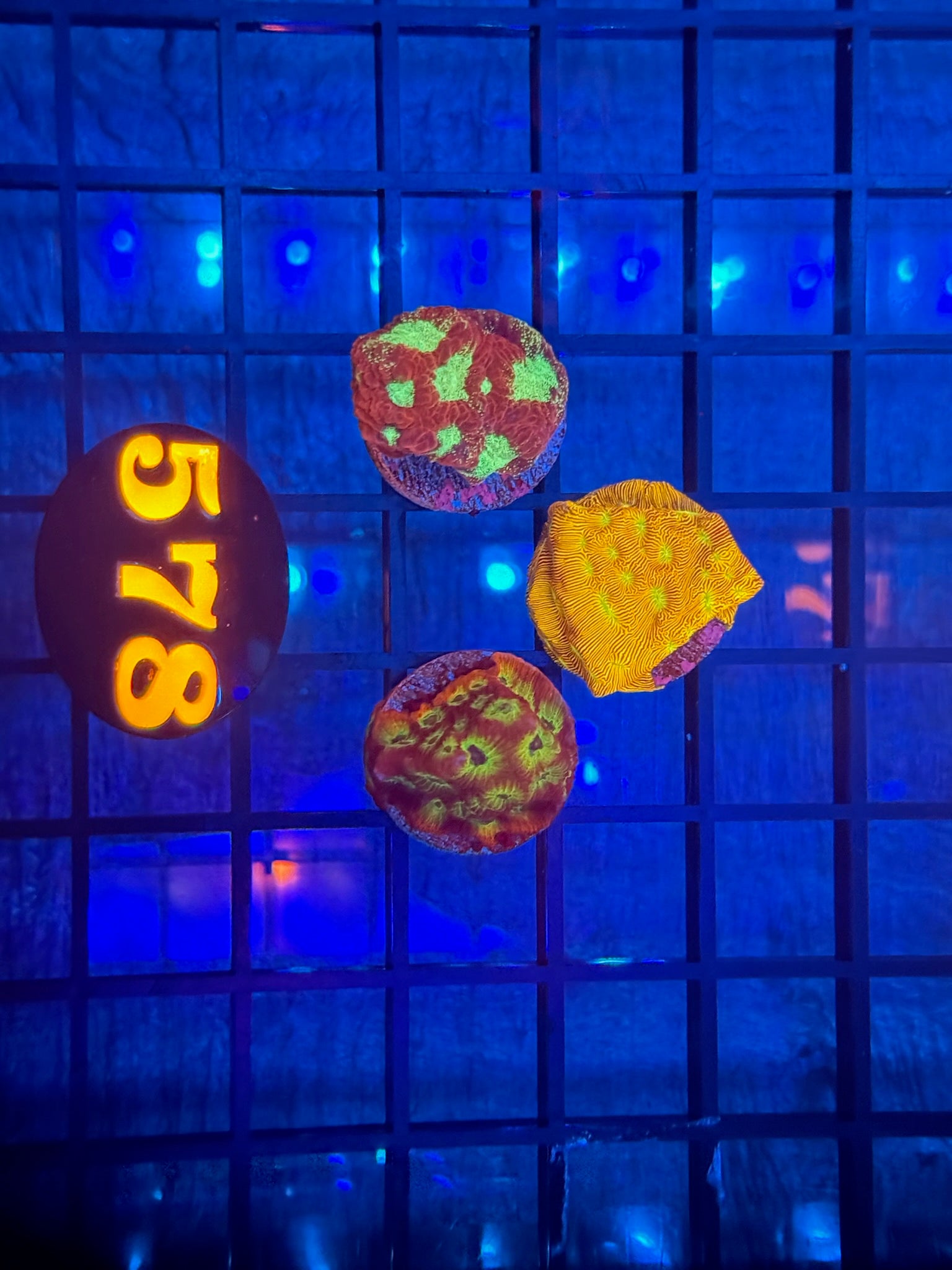 Episode 511 Live Sale Orange Tag #578 3 LOT FRAG PACK