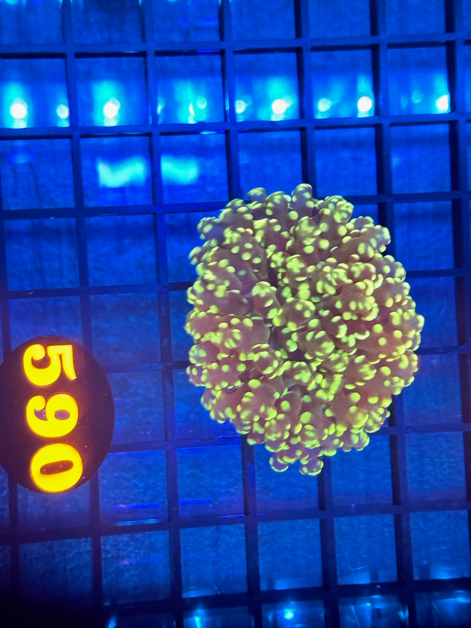 Episode 511 Live Sale Orange Tag #590 ULTRA BRANCHING FROGSPAWN