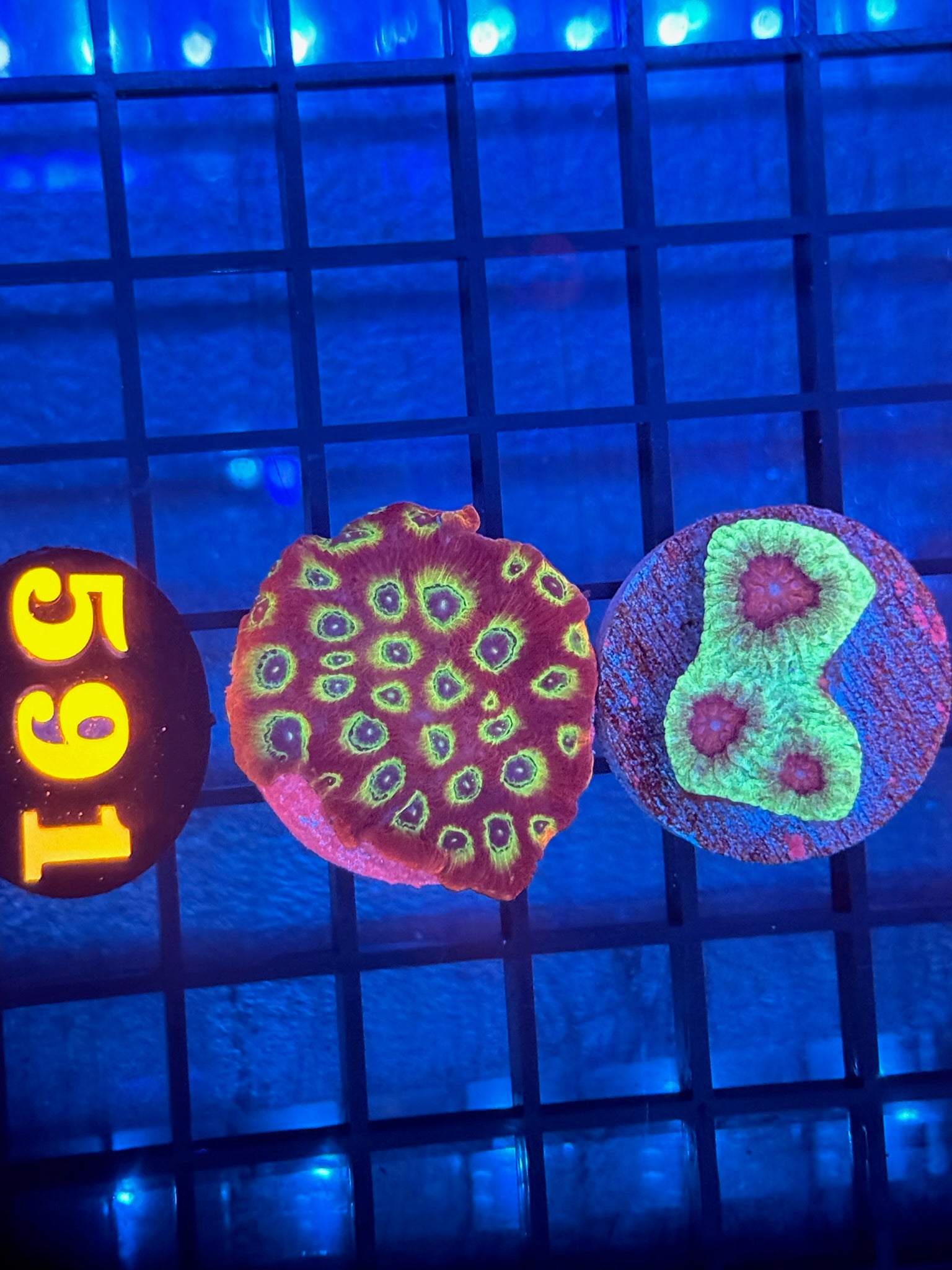 Episode 511 Live Sale Orange Tag #591 2 LOT FRAG PACK