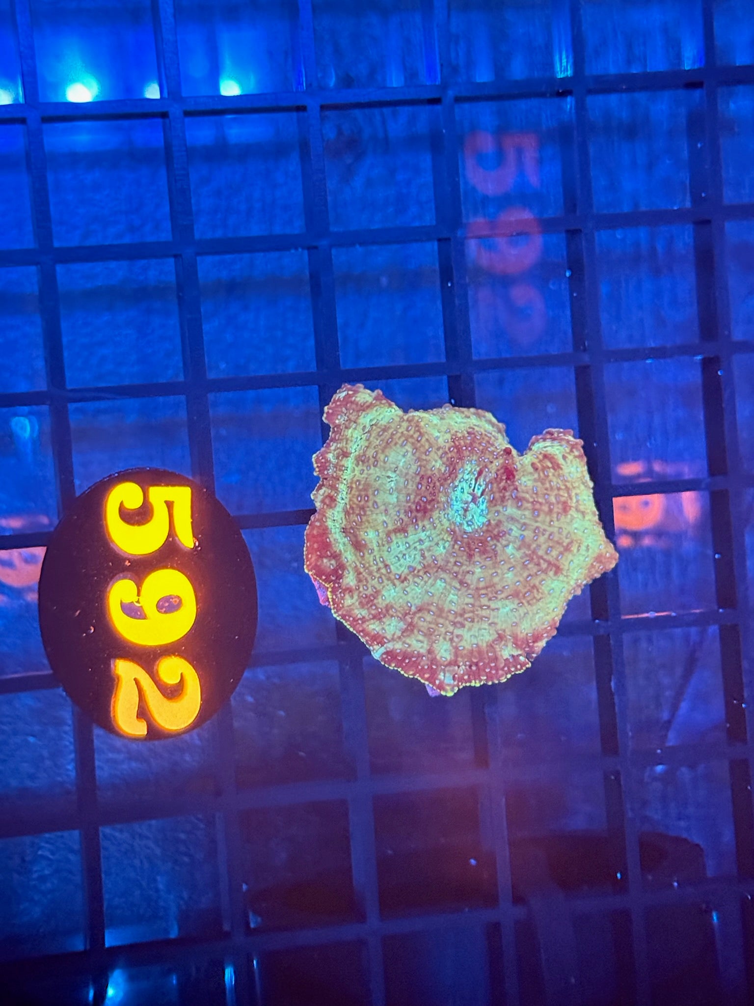 Episode 511 Live Sale Orange Tag #592 MUSHROOM FRAG