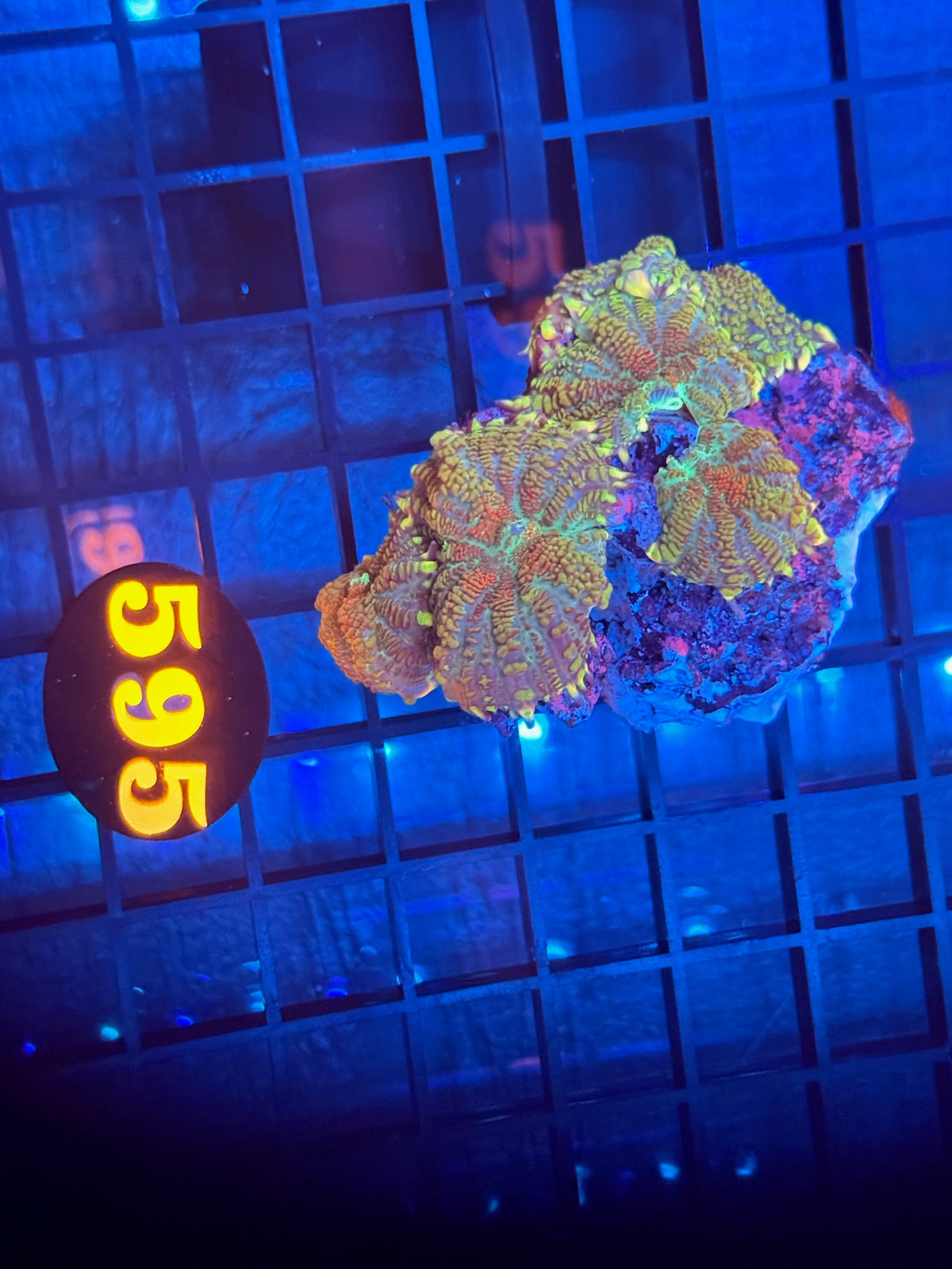 Episode 511 Live Sale Orange Tag #595 MUSHROOM COLONY