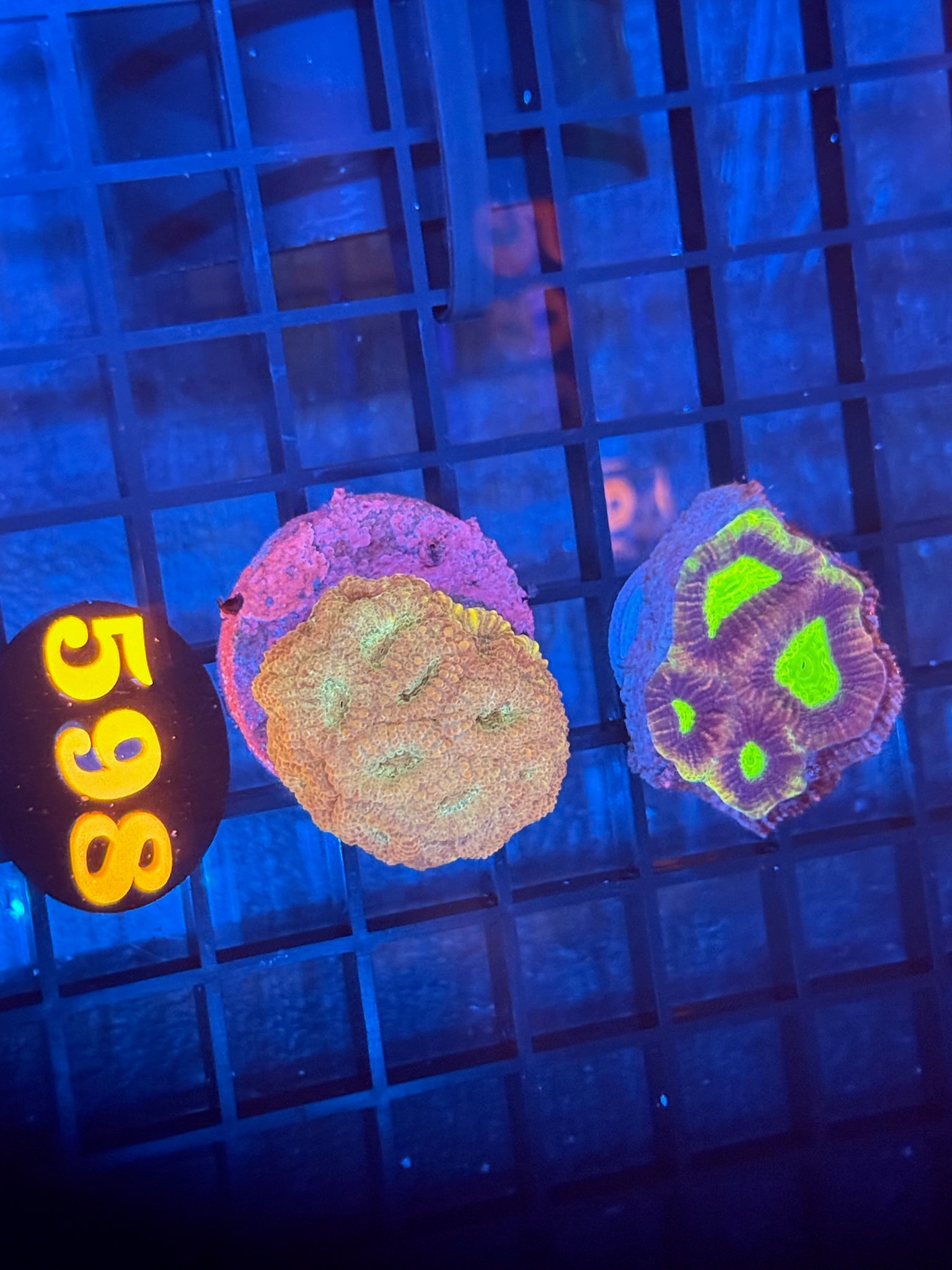 Episode 511 Live Sale Orange Tag #598 2 LOT FRAG PACK