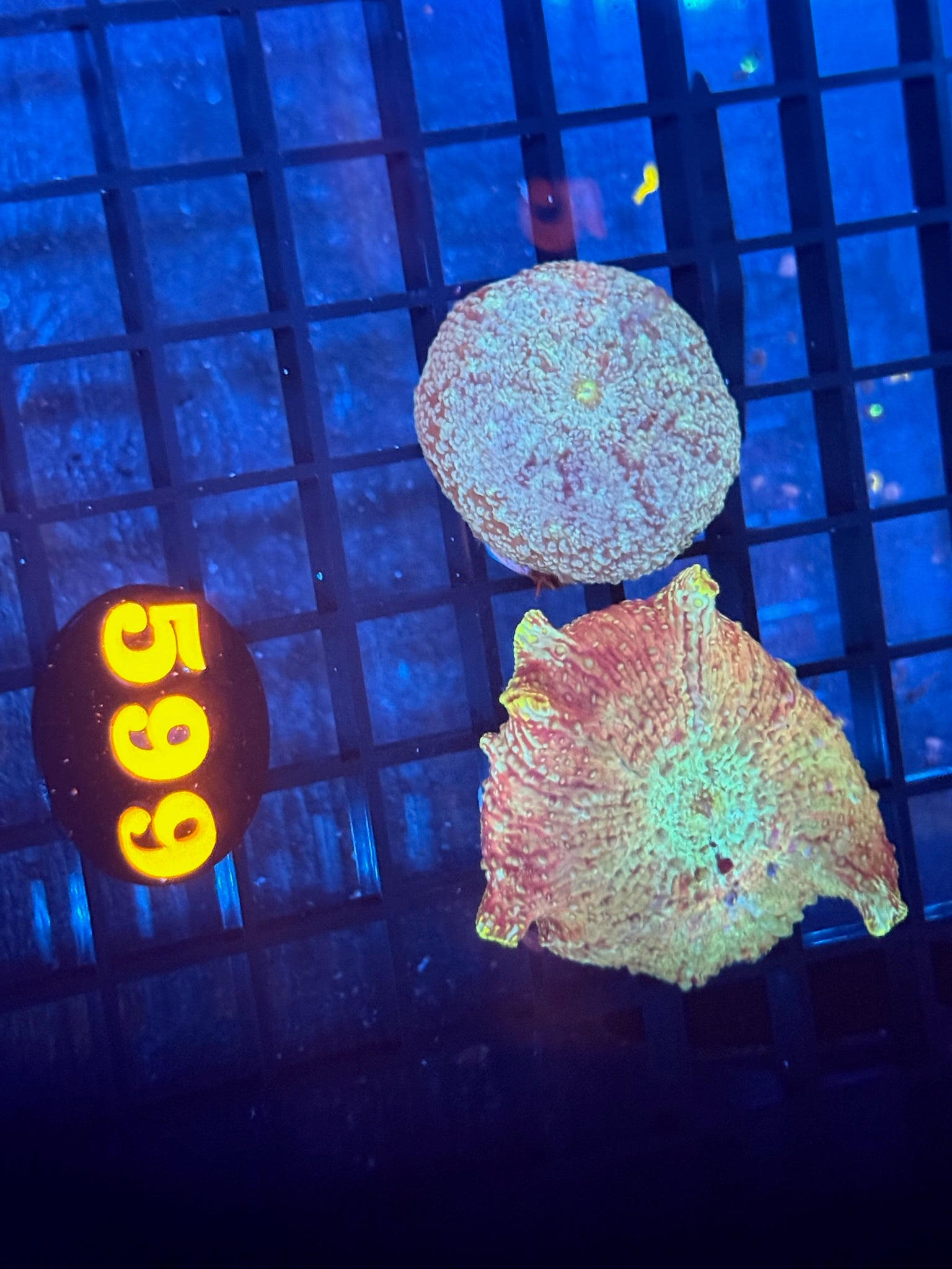 Episode 511 Live Sale Orange Tag #599 2 LOT MUSHROOM FRAG PACK