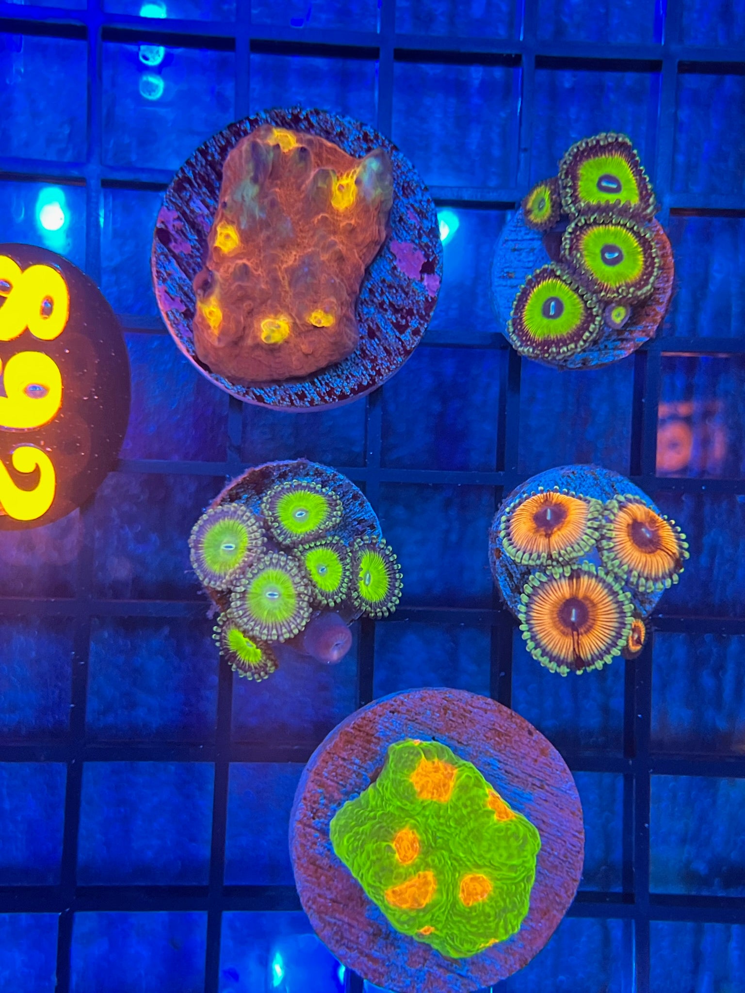 Episode 406 Live Sale Orange Tag 892 MEGA PACK Get This Amazing WYSIWYG Coral Direct from LAX