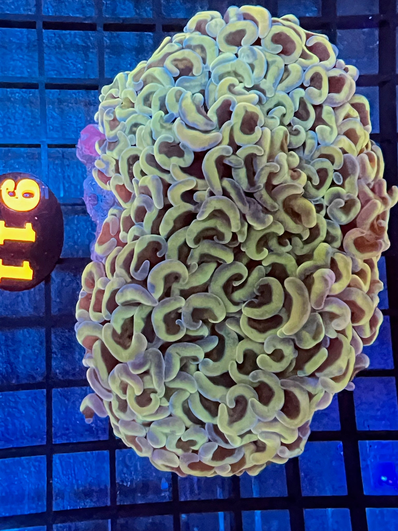 Episode 407 Live Sale Orange Tag 911 UNICORN WALL HAMMER Get This Amazing WYSIWYG Coral