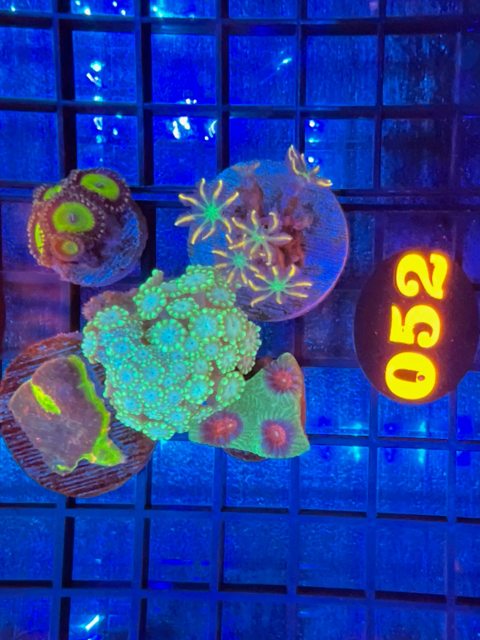 Episode 408 Live Sale Orange Tag 052 MEGA PACK Get This Amazing WYSIWYG Coral Direct from LAX