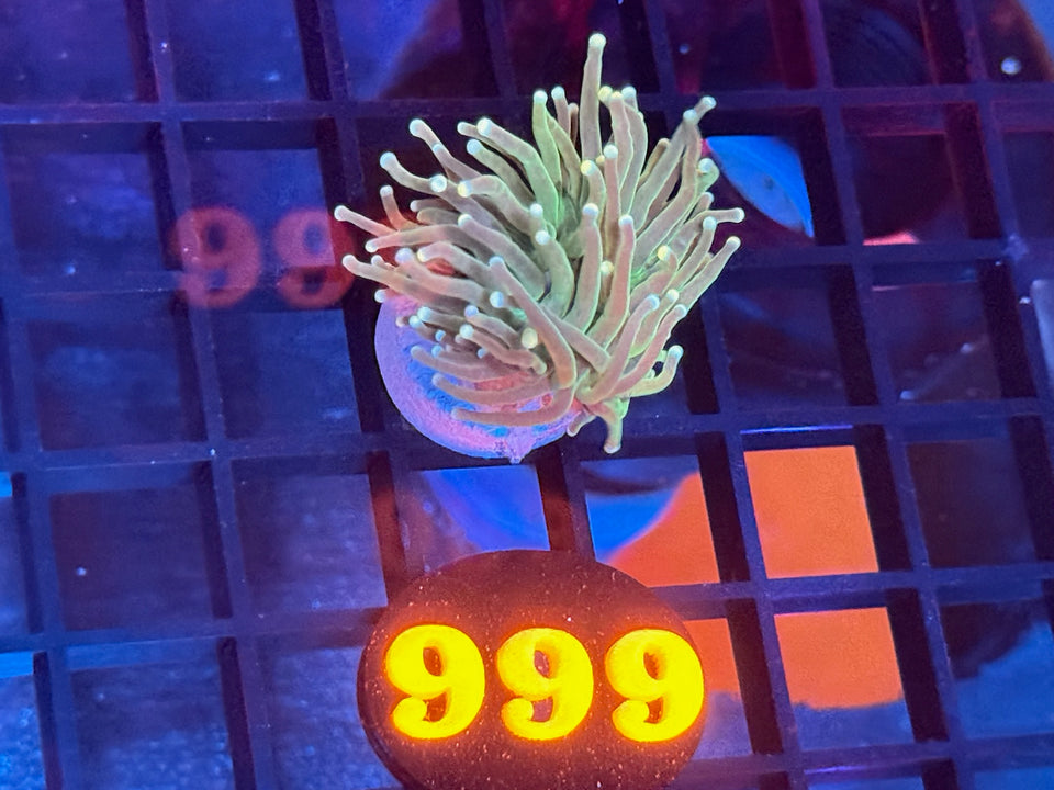 Coral Live Sale Preview