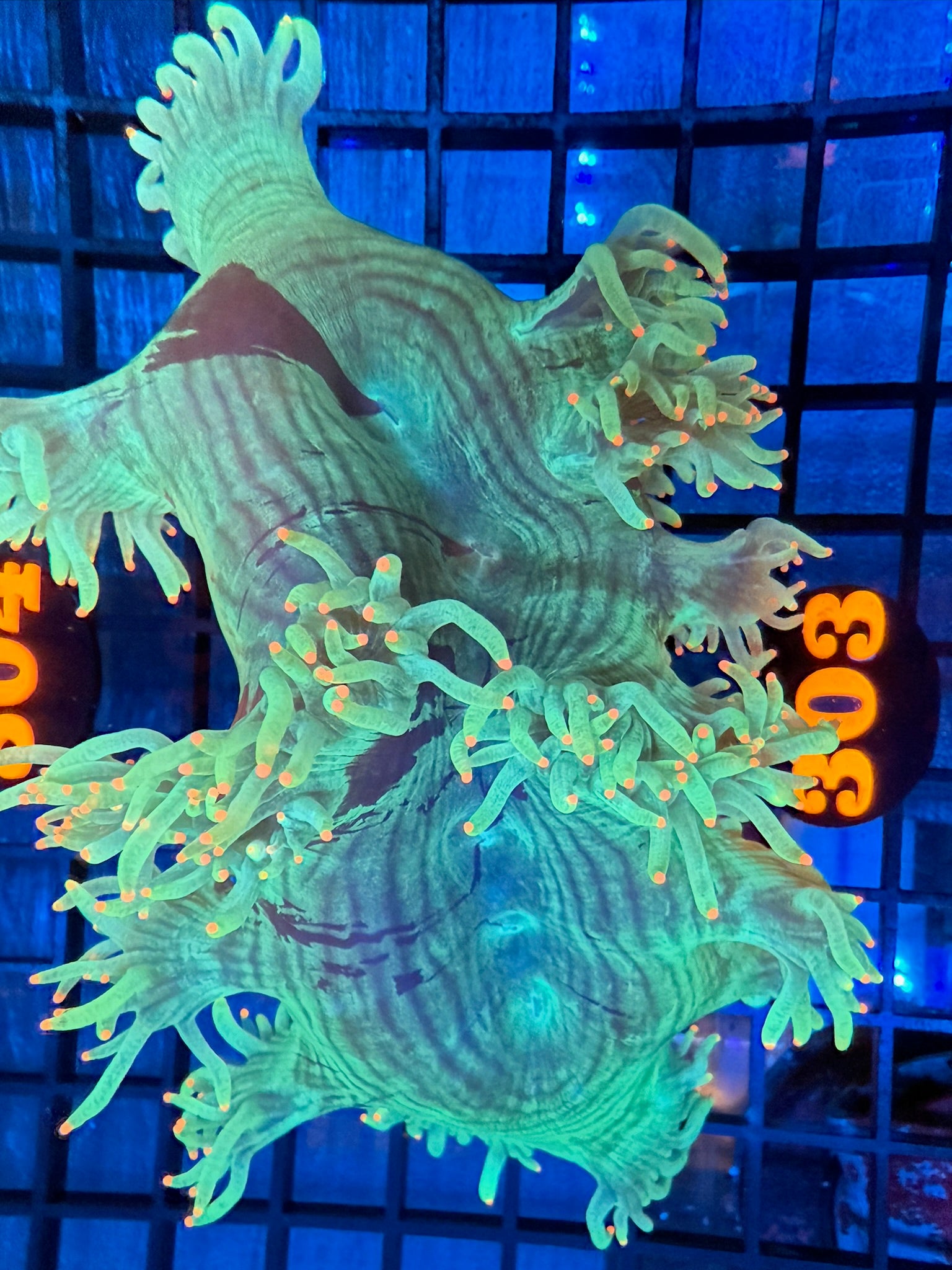 Episode 489 Live Sale Orange Tag #303 PINK TIP ELEGANCE CORAL