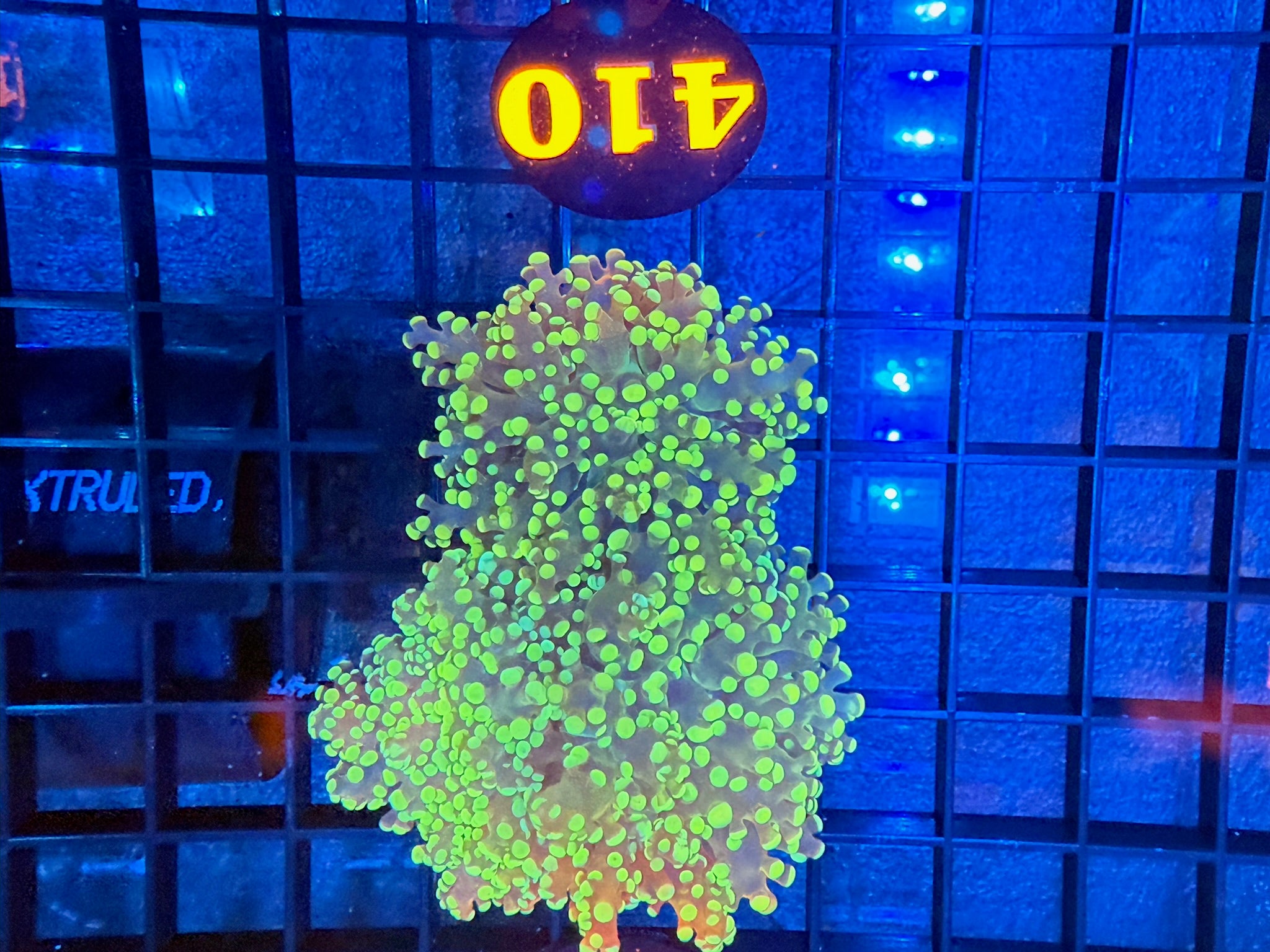 Episode 490 Live Sale Orange Tag #410 2 LOT BRANCHING OCTOSPAWN