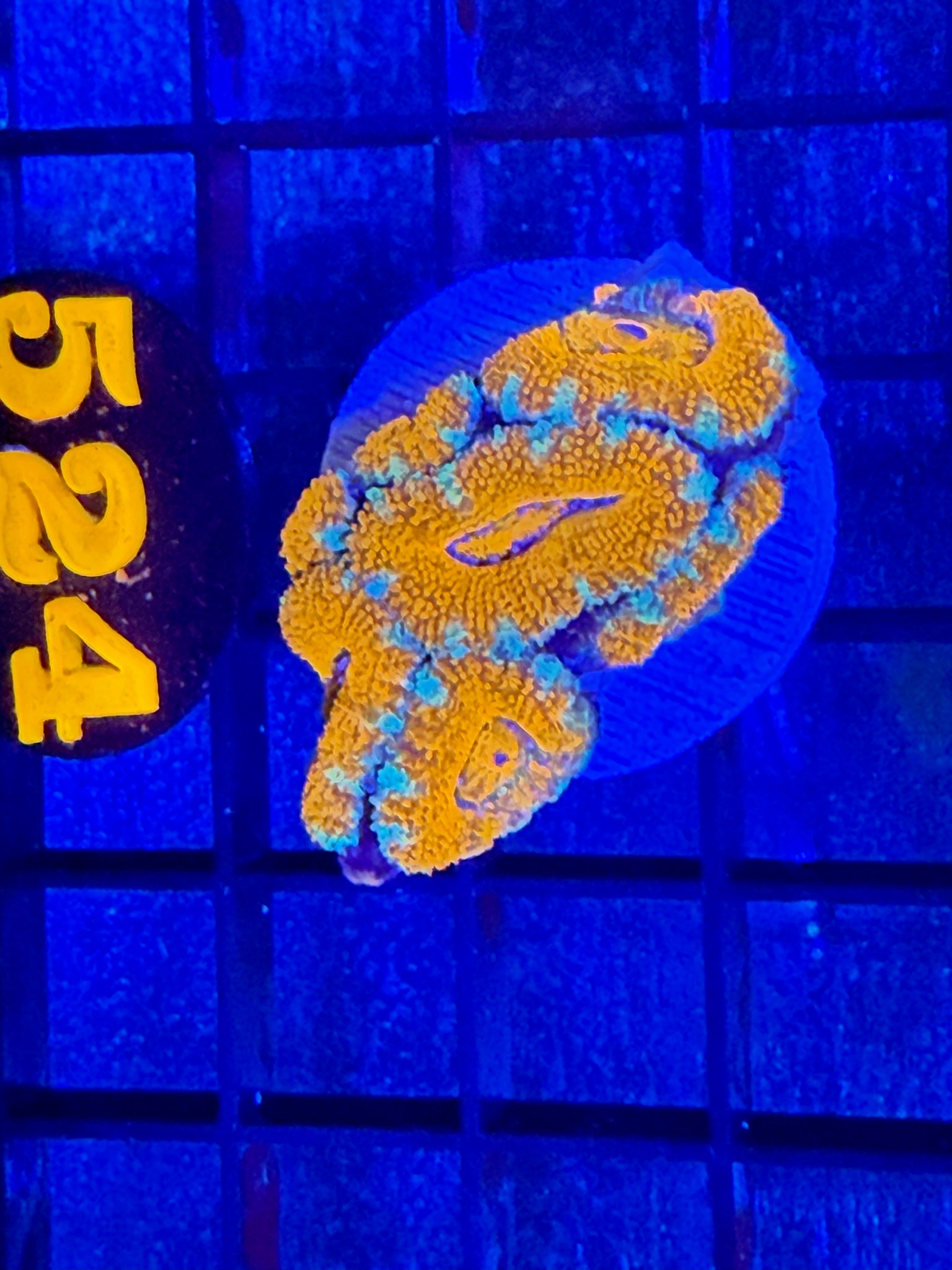 Episode 491 Live Sale Orange Tag #524 ULTRA ACAN FRAG
