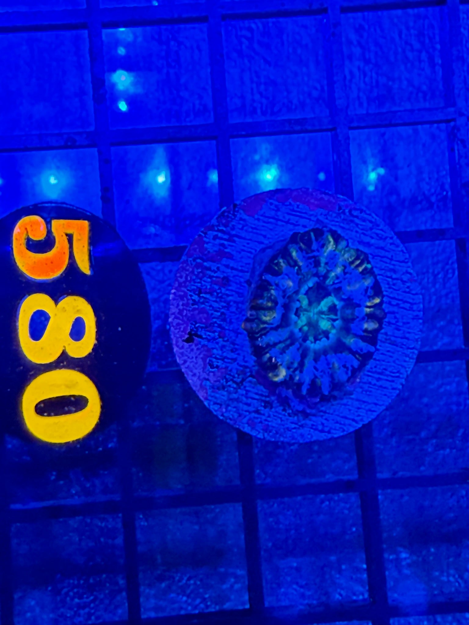Episode 491 Live Sale Orange Tag #580 AUSSIE BUTTON SCOLLY