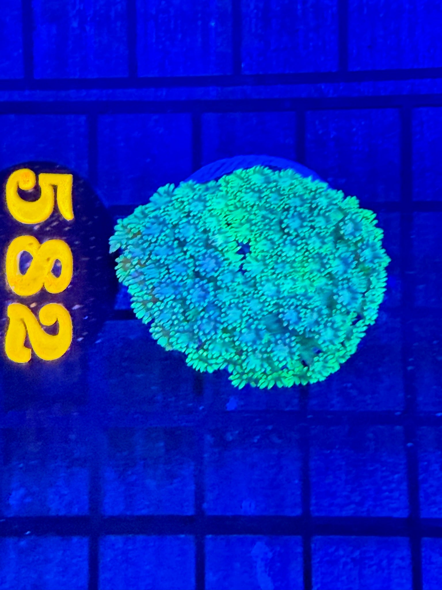 Episode 491 Live Sale Orange Tag #582 MULTI COLOR GONI