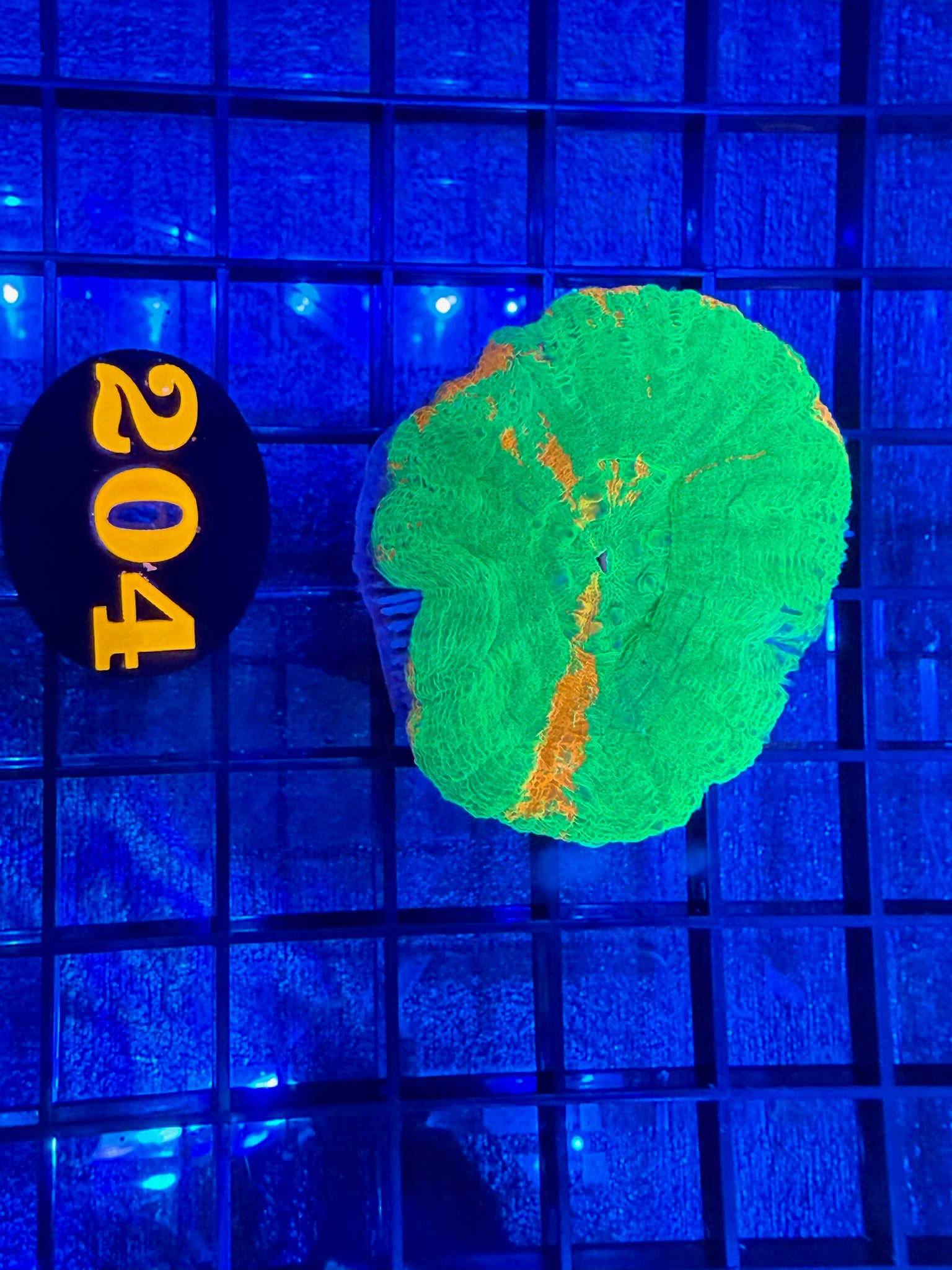 Episode 497 Live Sale Orange Tag #204 ULTRA BLEEDING APPLE SCOLLY