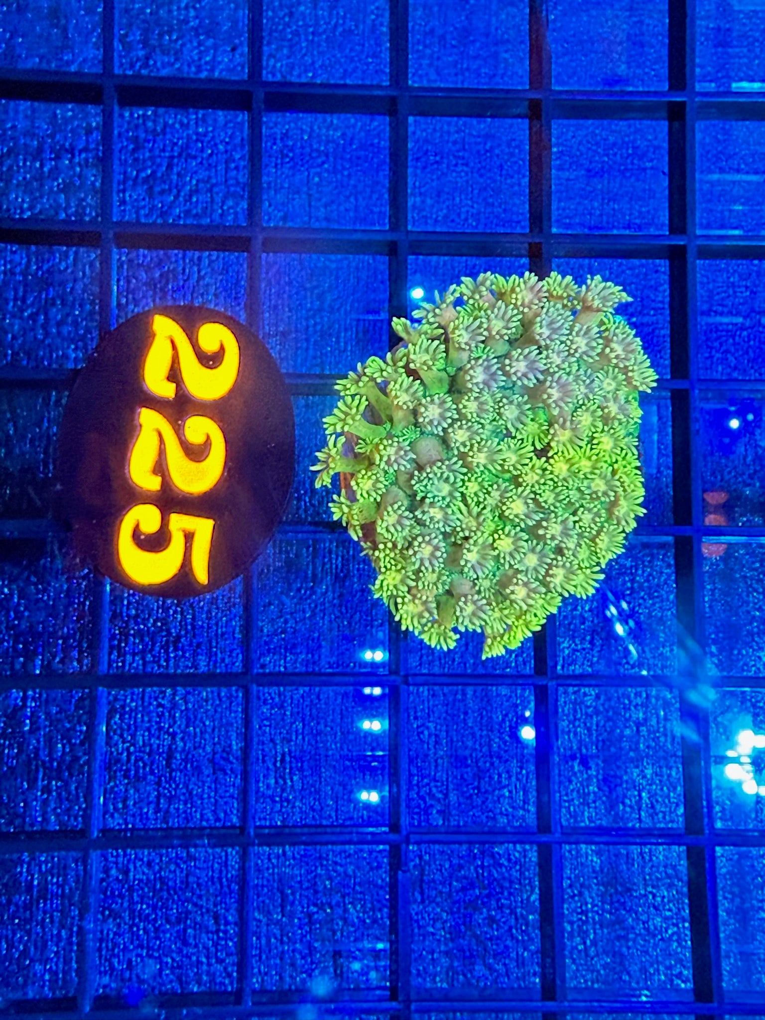 Episode 497 Live Sale Orange Tag #225 MULTI COLOR GONI COLONY