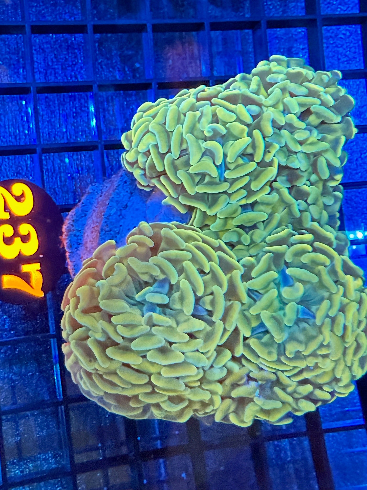 Episode 497 Live Sale Orange Tag #237 MULTIPLE BRANCHING HAMMER COLONY