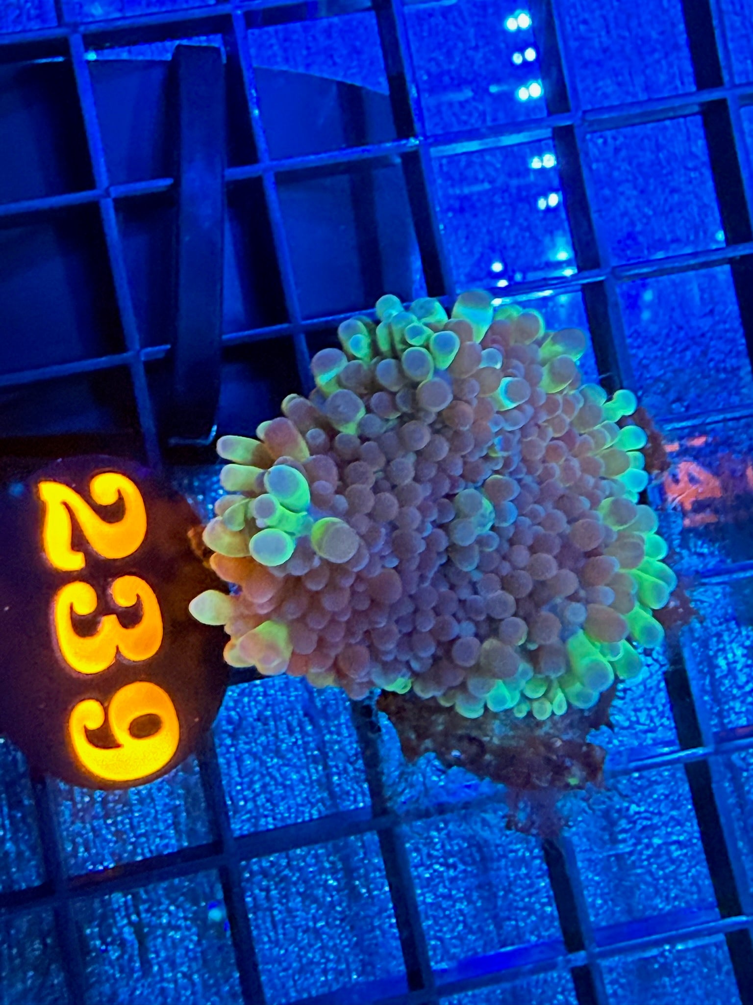 Episode 497 Live Sale Orange Tag #239 RARE INDO BUBBLE MUSHROOM