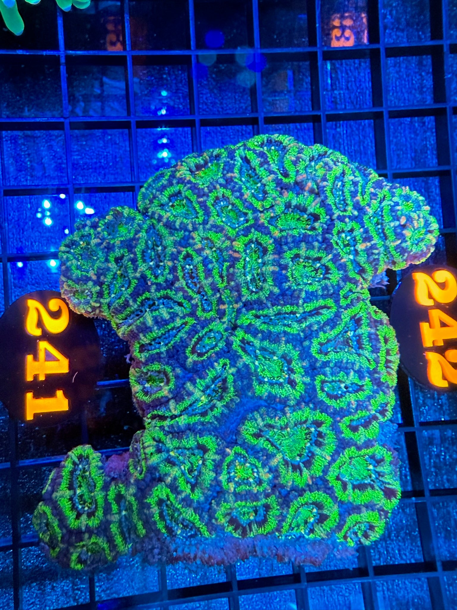 Episode 497 Live Sale Orange Tag #241 ULTRA ACAN COLONY