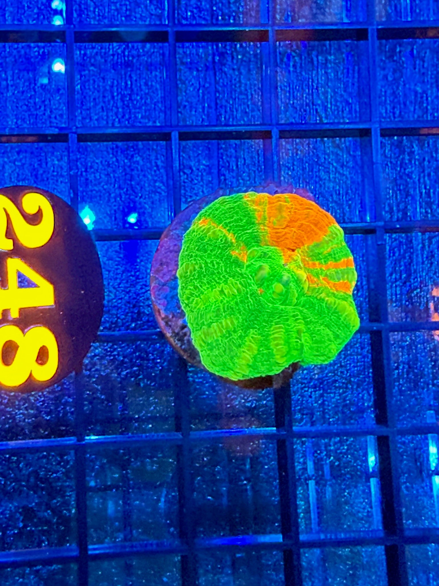 Episode 497 Live Sale Orange Tag #248 ULTRA BLEEDING APPLE SCOLLY