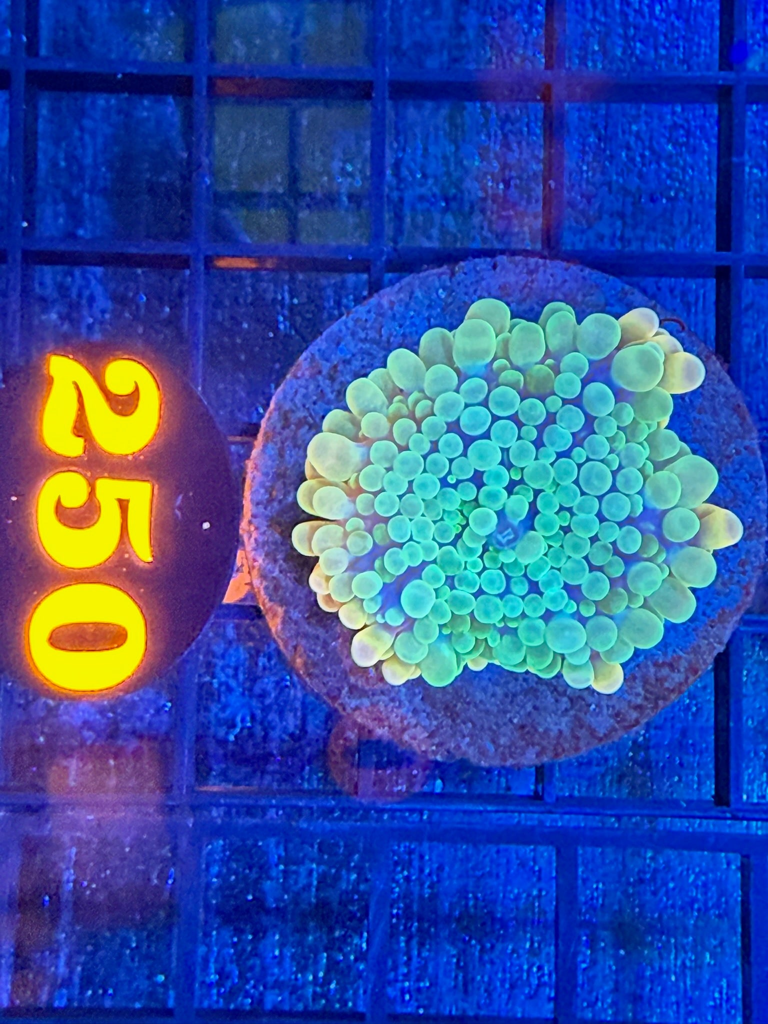 Episode 497 Live Sale Orange Tag #250 RARE INDO BUBBLE MUSHROOM
