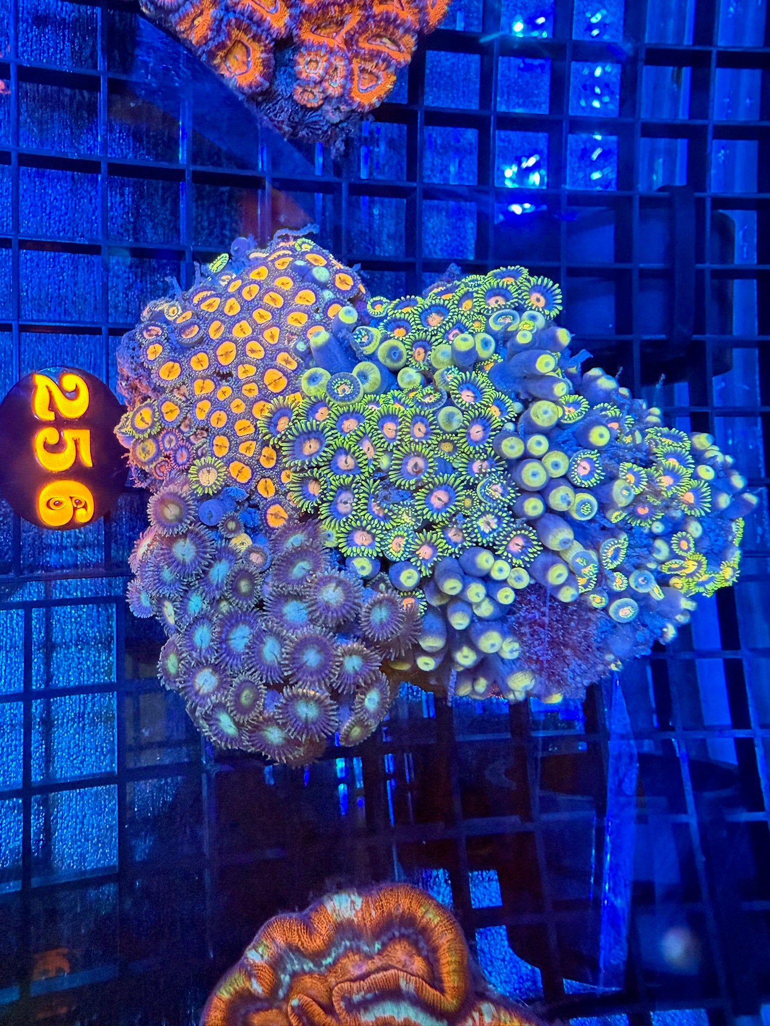 Episode 497 Live Sale Orange Tag #256 ULTRA WELLSONI COLONY