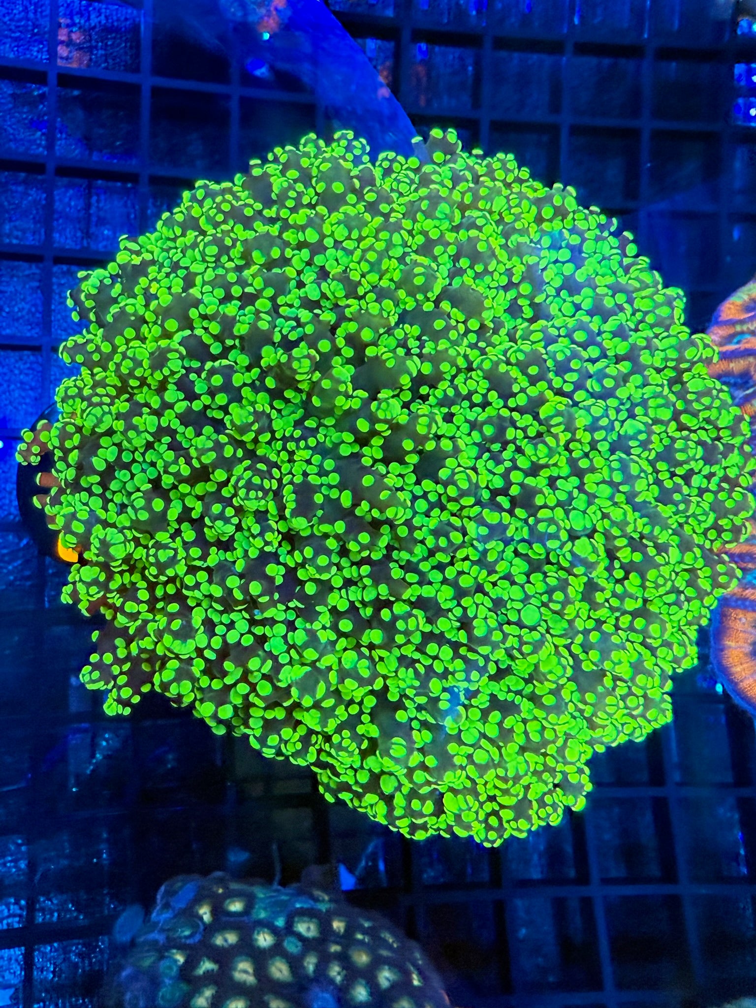Episode 497 Live Sale Orange Tag #262 XL OCTOSPAWN MULTIPLE HEAD COLONY