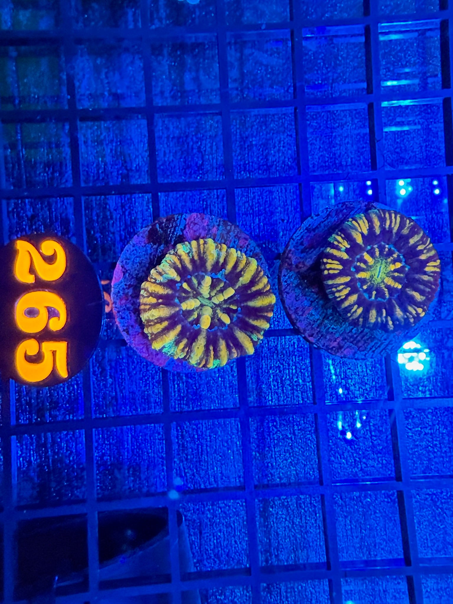 Episode 497 Live Sale Orange Tag #265 2 LOT BUTTON SCOLLY PACK