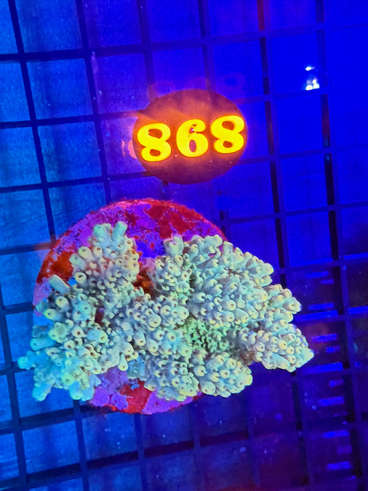 Coral Live Sale Preview